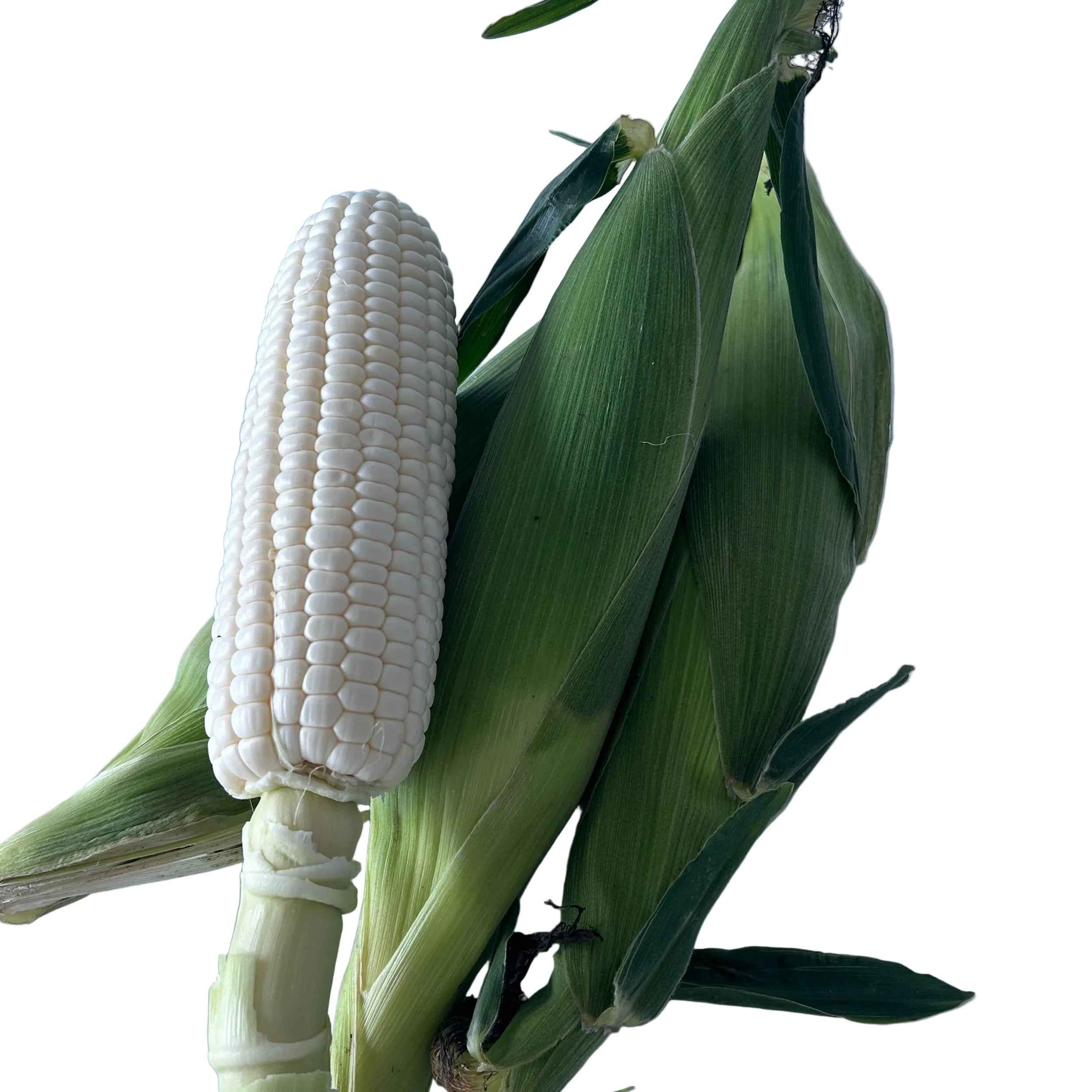 Sweet White Corn Cameron Highland 金马仑白玉米 Jagung Susu