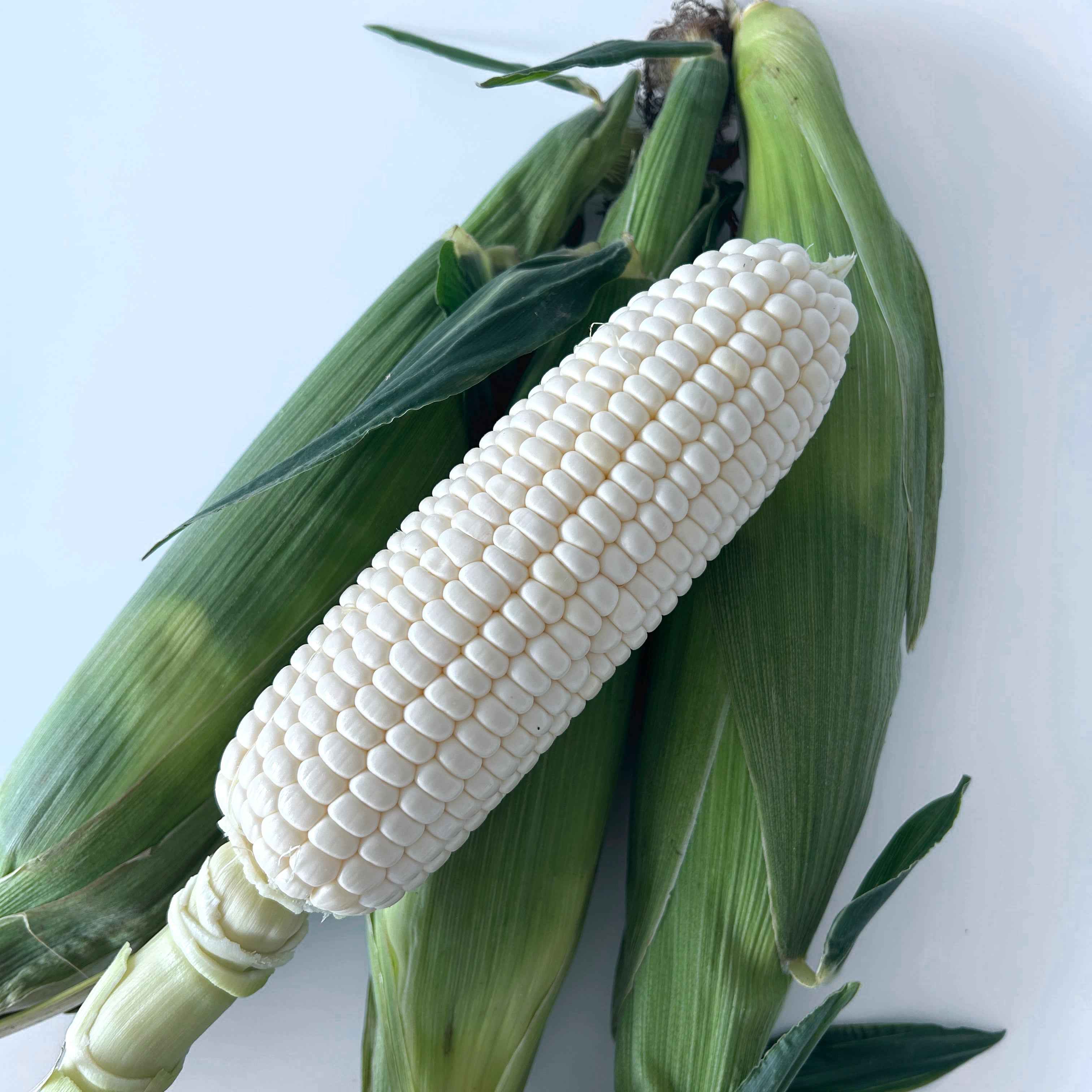 Sweet White Corn Cameron Highland 金马仑白玉米 Jagung Susu