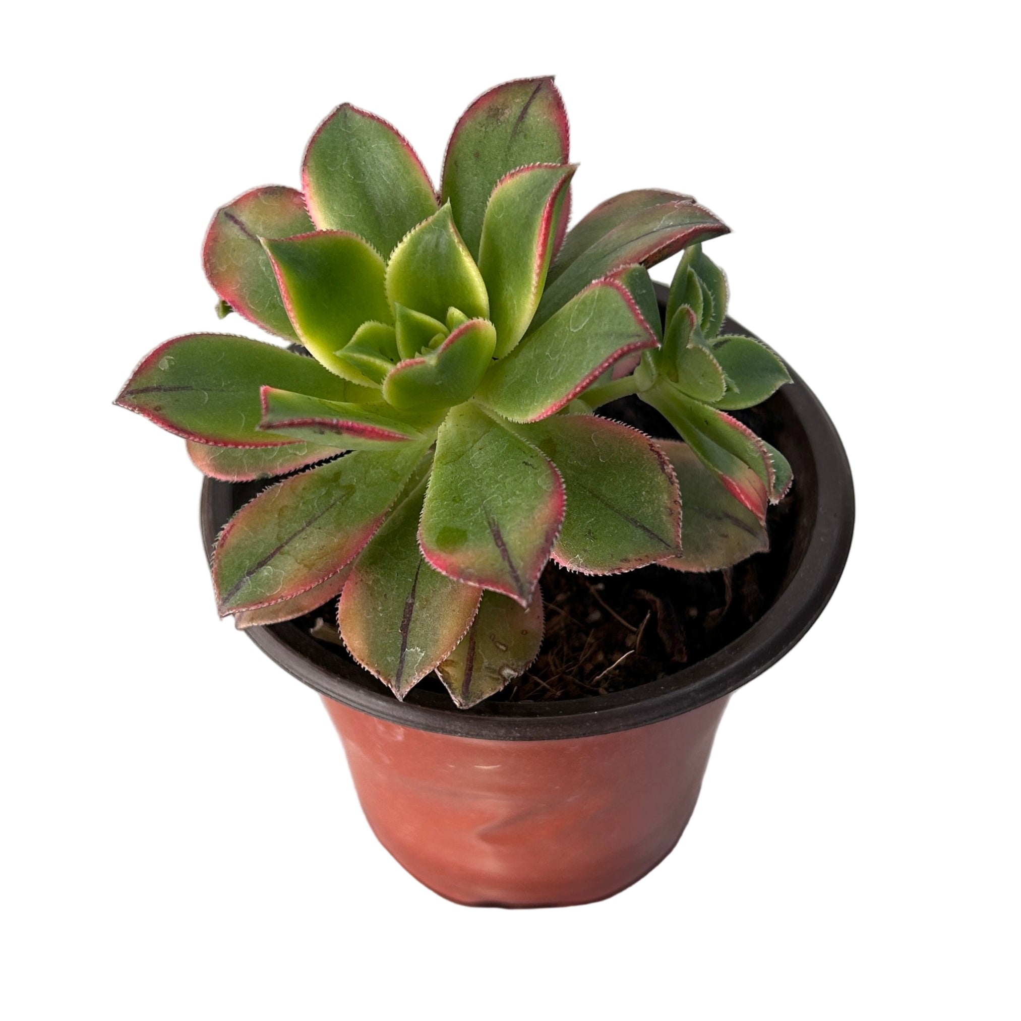 Potted succulent plant with red edges on a white background