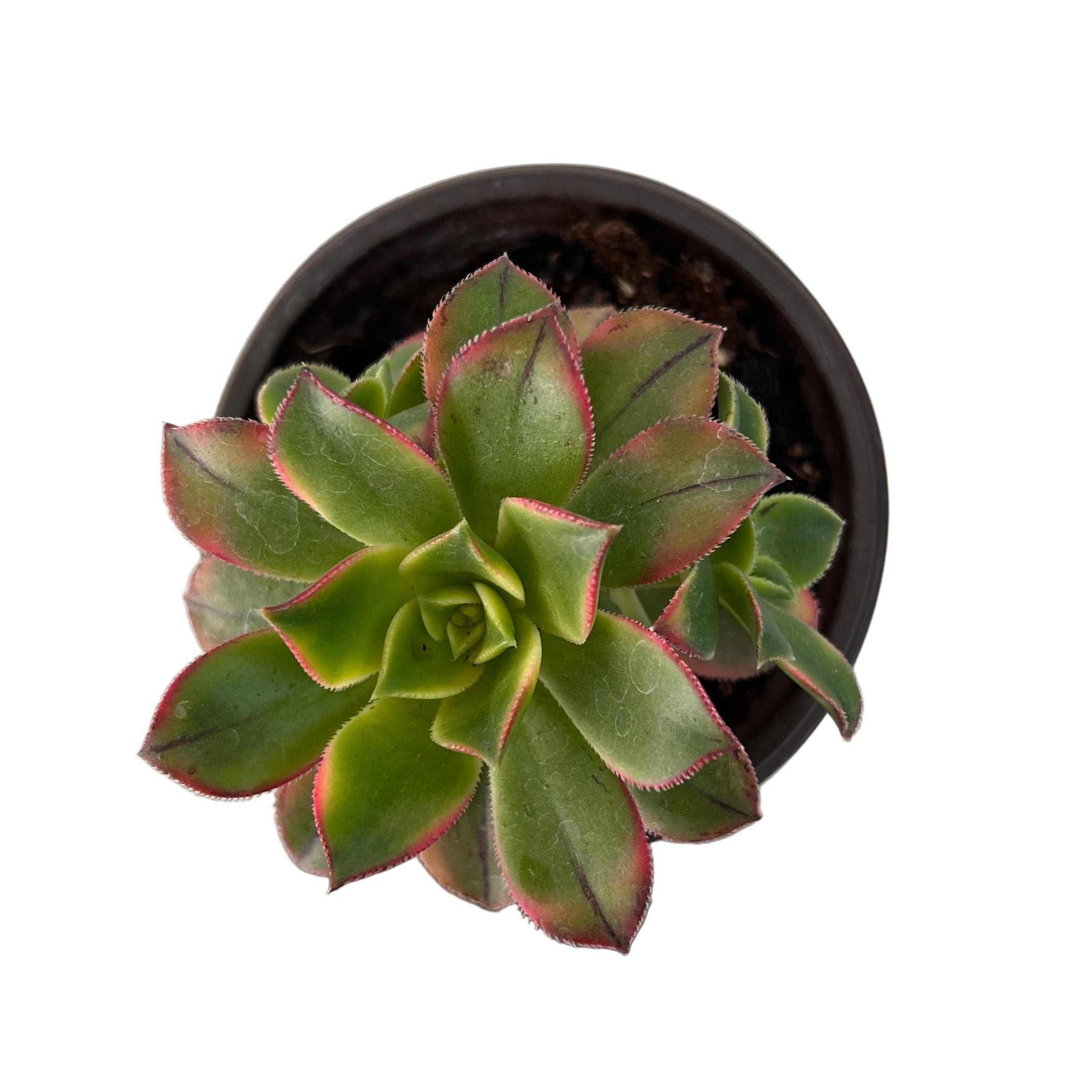 Green succulent plant with red edges in a pot on a light gray surface