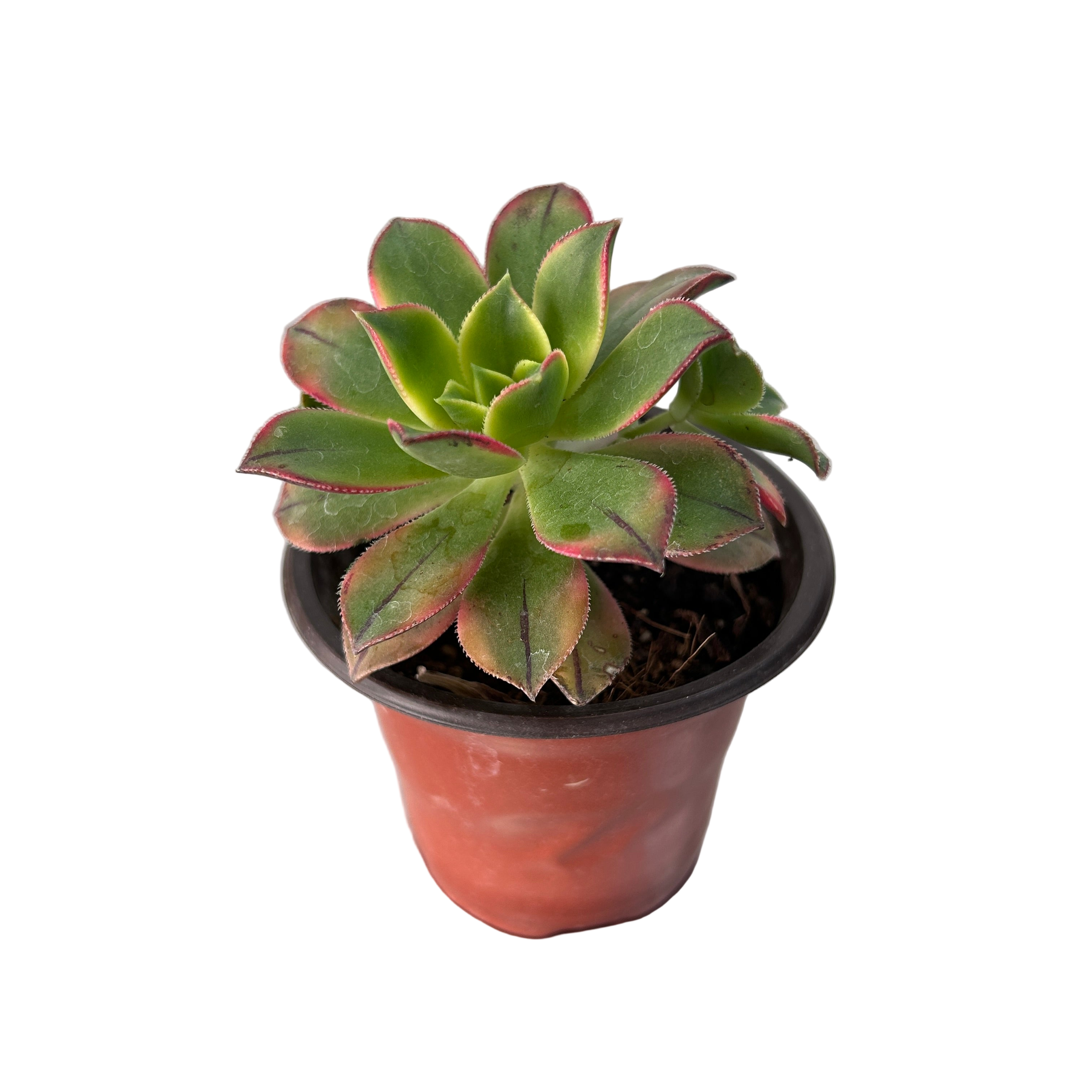 Potted succulent plant with red and green leaves on a gray surface
