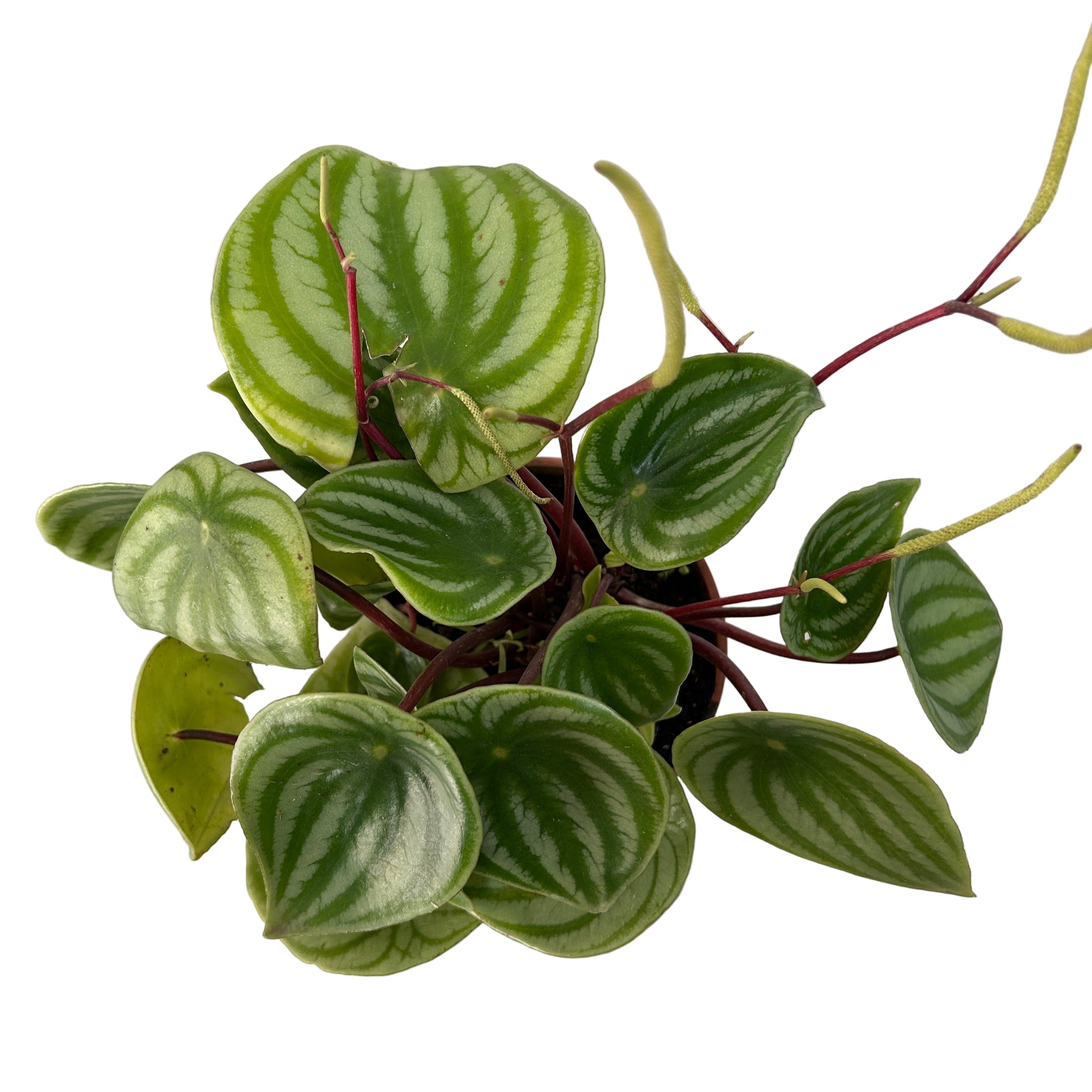 Potted plant with wavy green leaves on a reflective surface