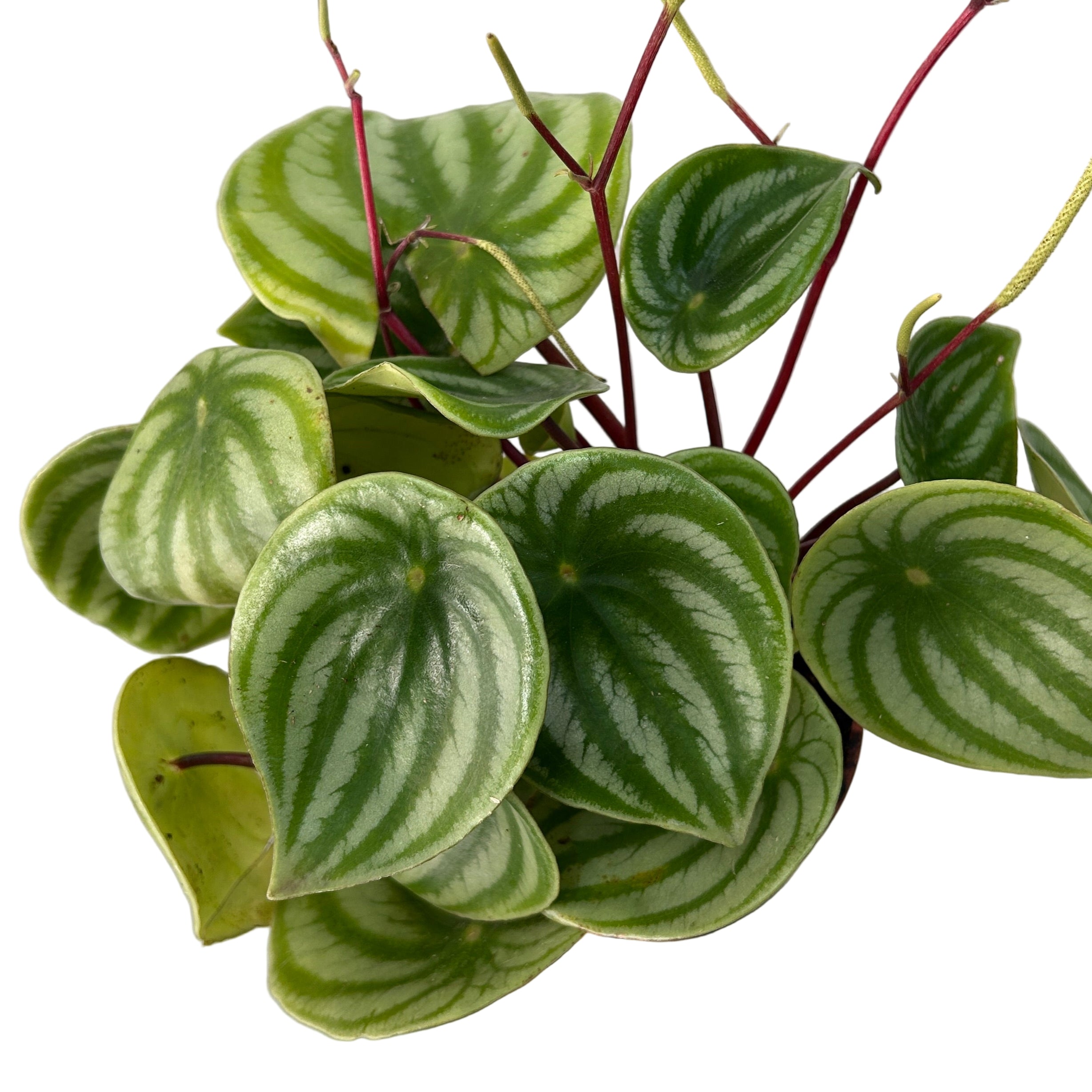 Potted plant with green leaves on a gray surface