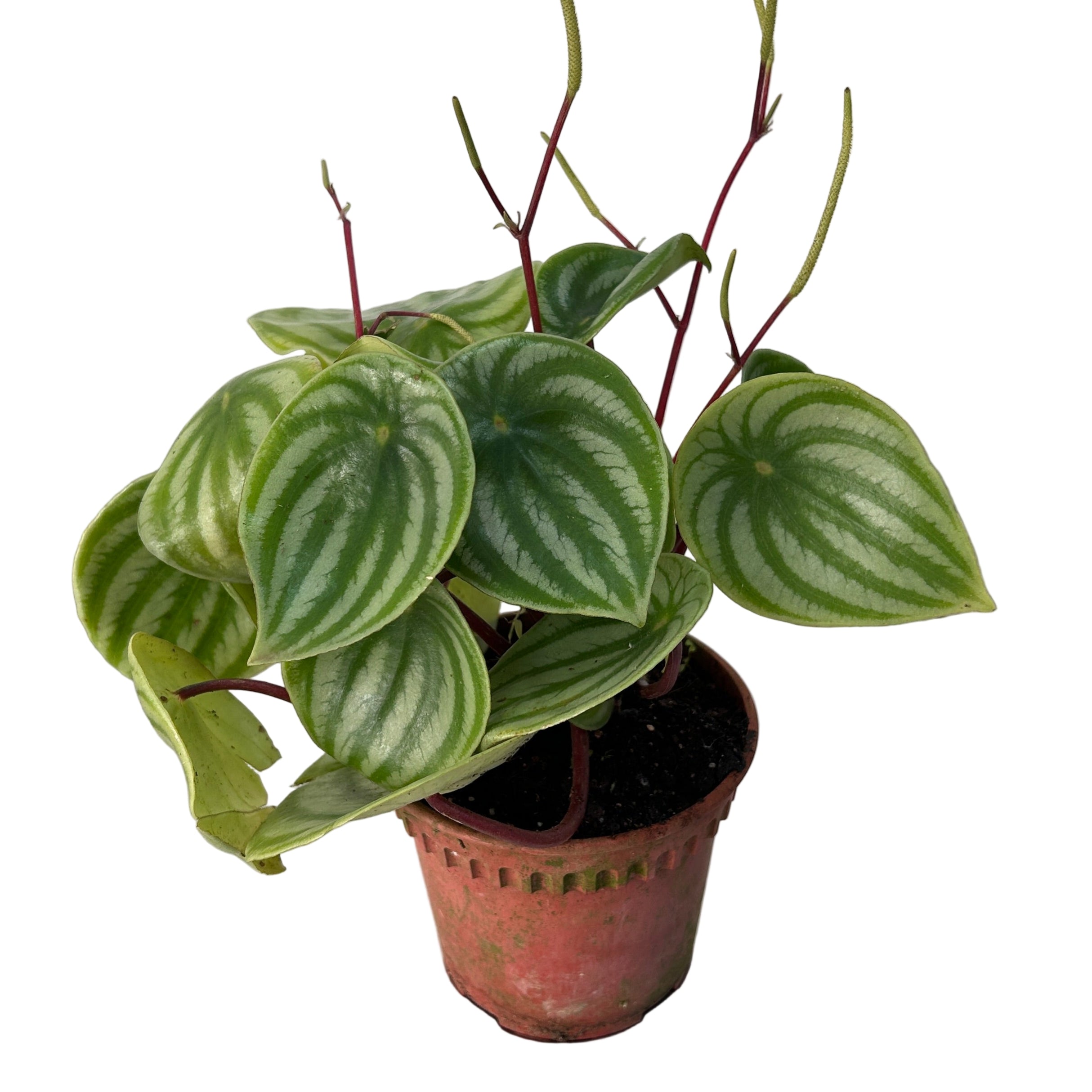 Potted plant with green leaves on a gray surface