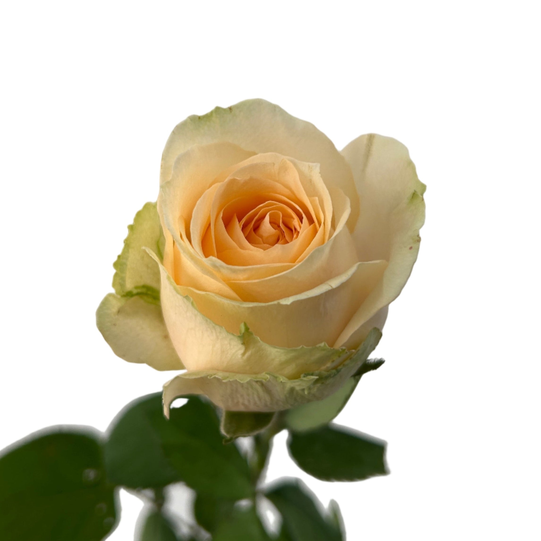 Single peach-colored rose with green leaves on a light gray background
