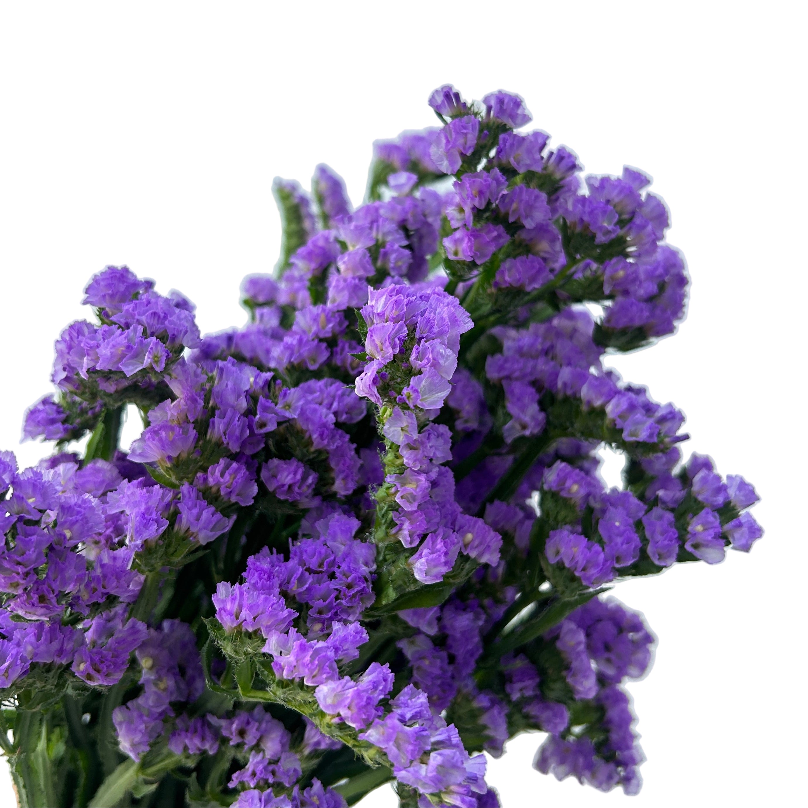 Bouquet of statice purple flowers against a light gray background
