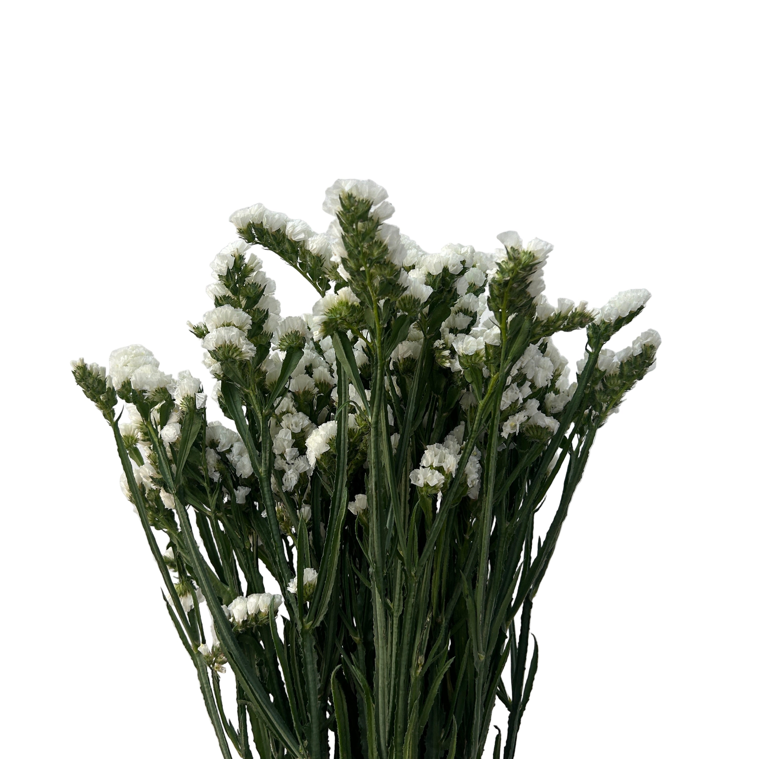 Bouquet of white flowers with green stems against a light gray background