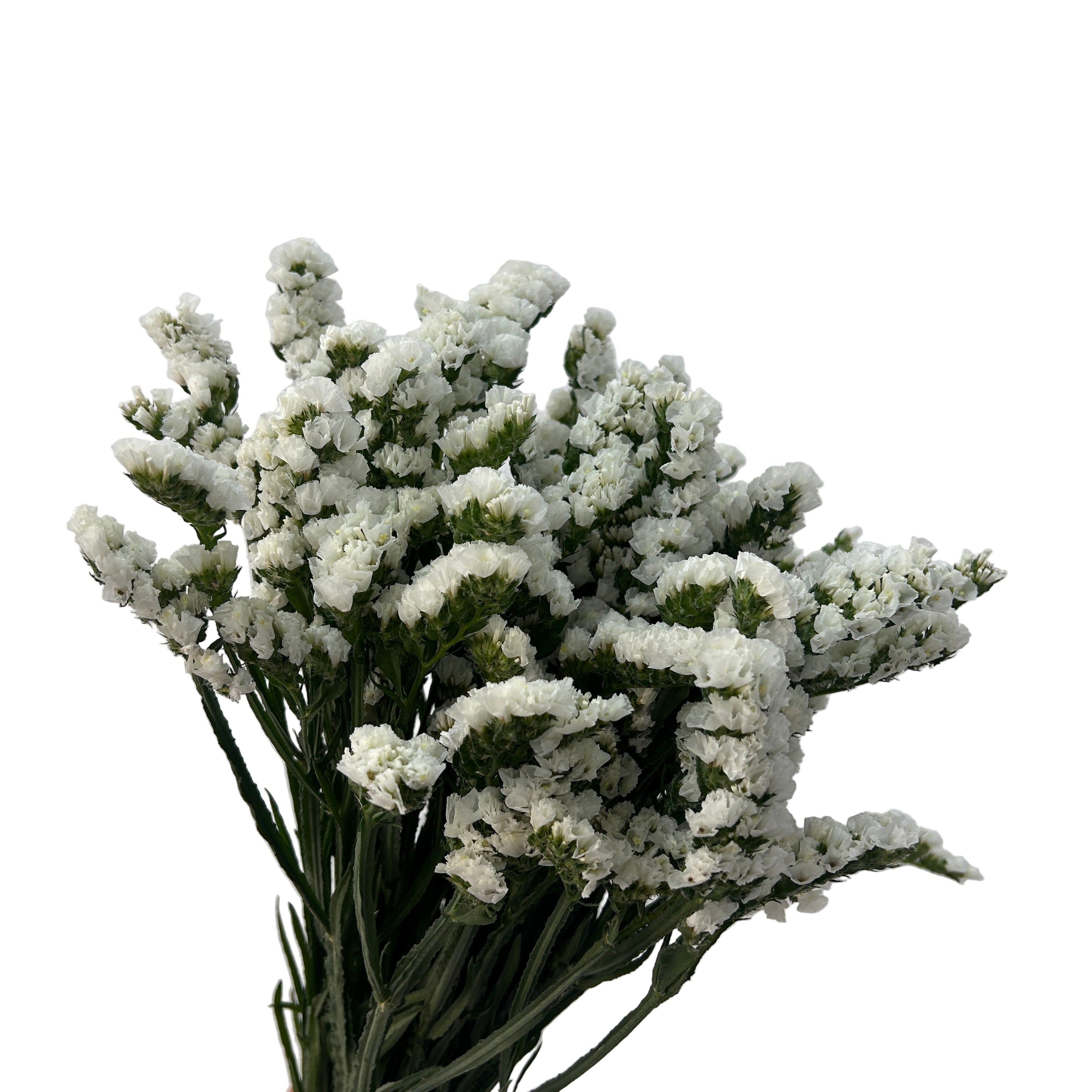 Bouquet of white flowers with green stems against a light gray background