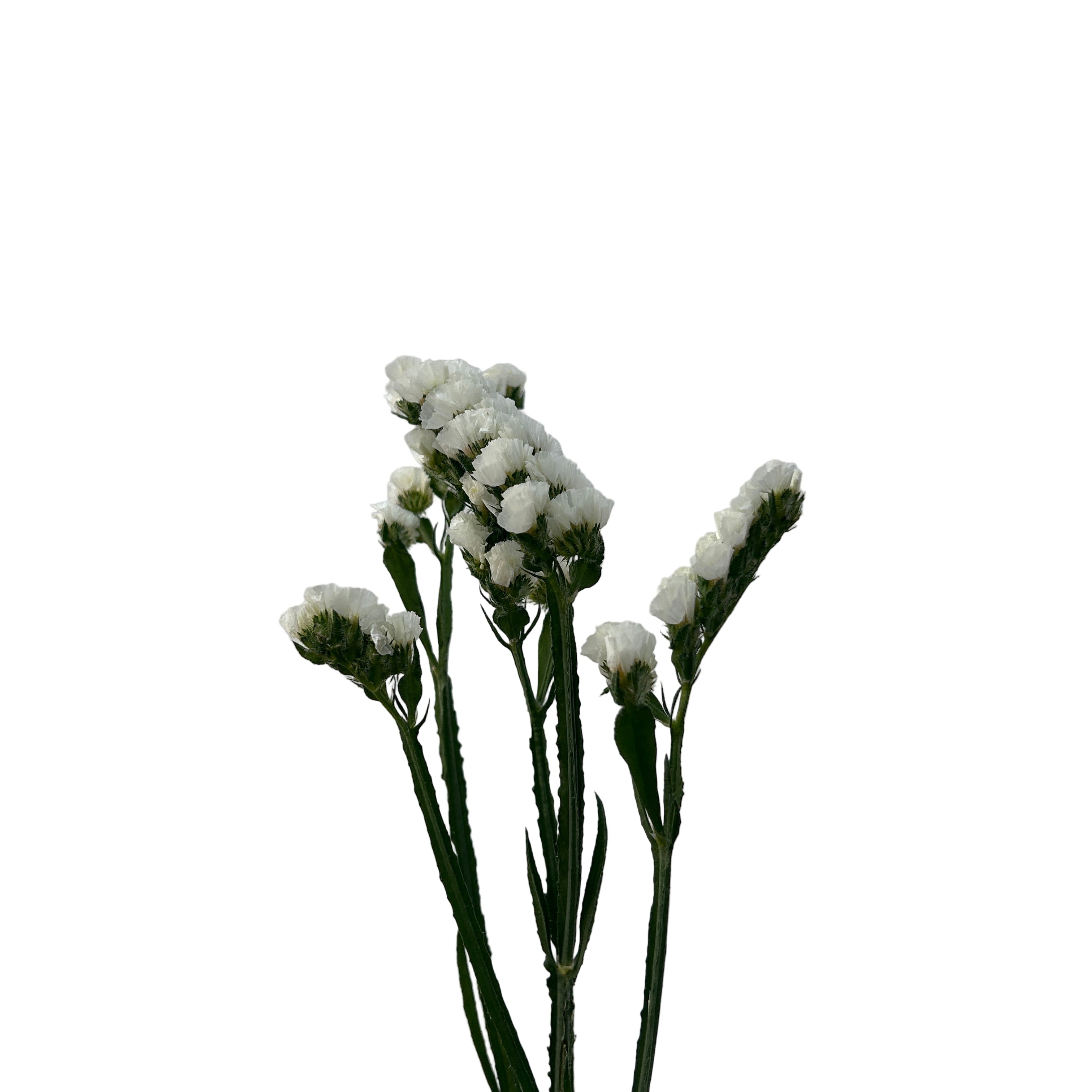 Small cluster of white flowers on a plain background