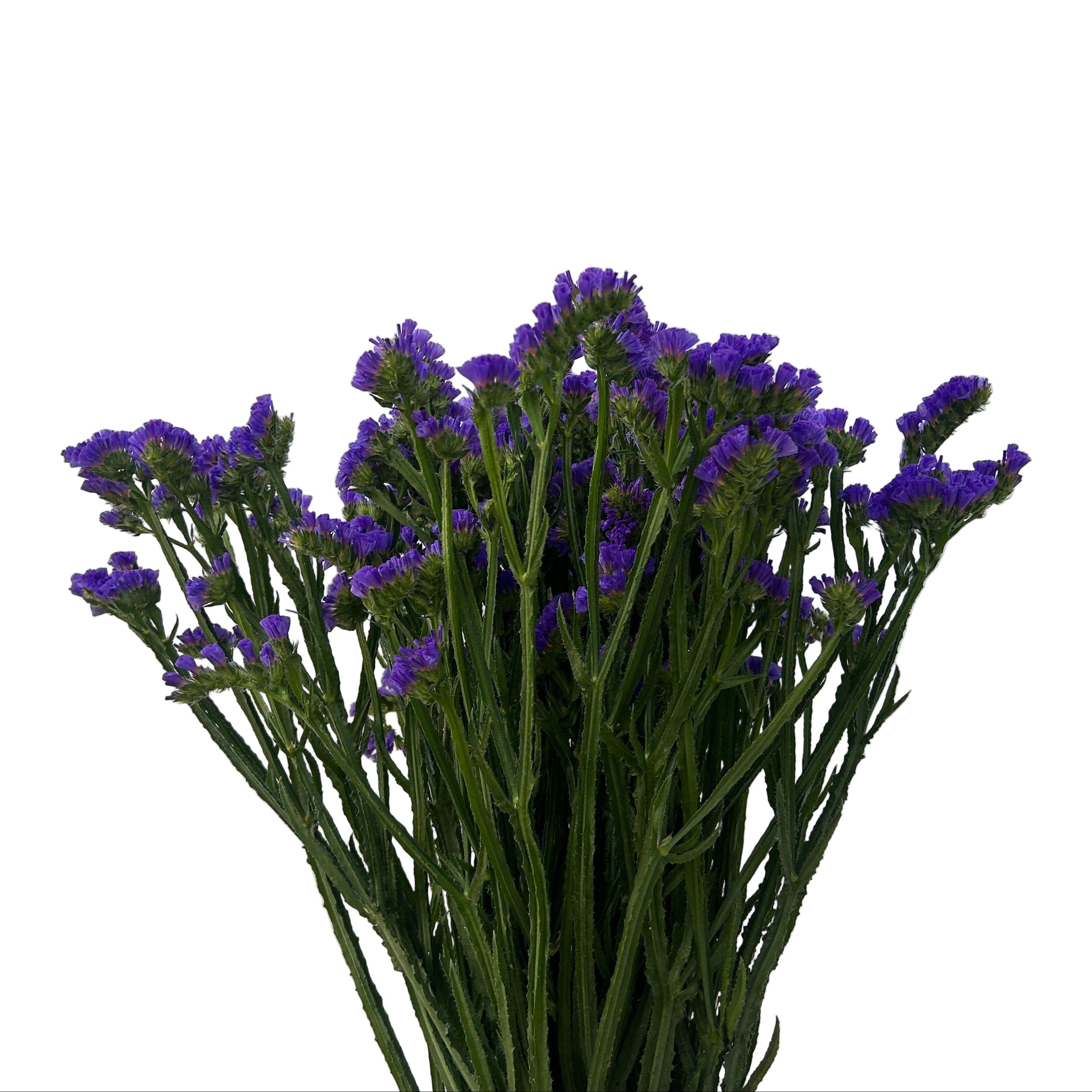 Bouquet of purple flowers on a white background
