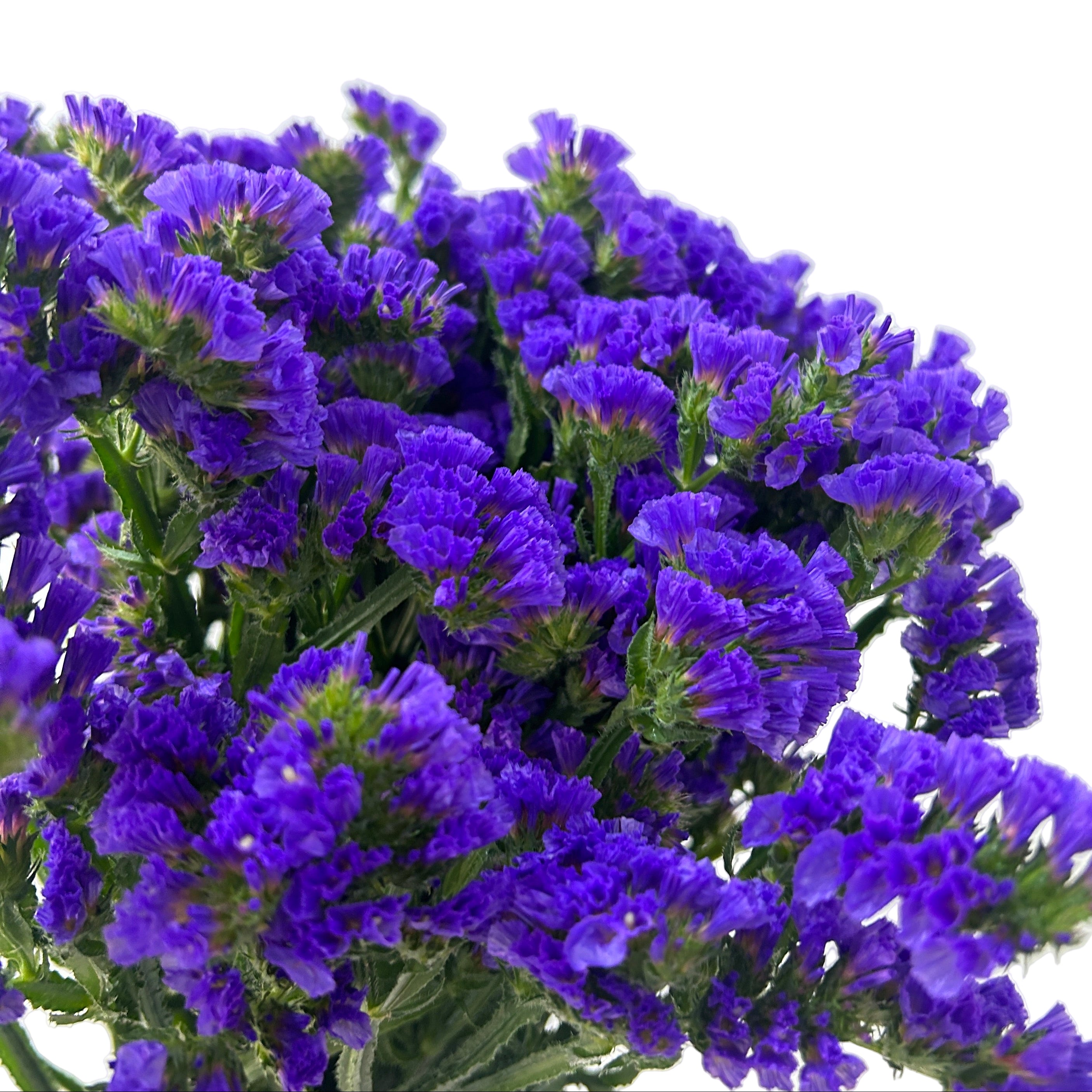 Bouquet of purple flowers on a white background