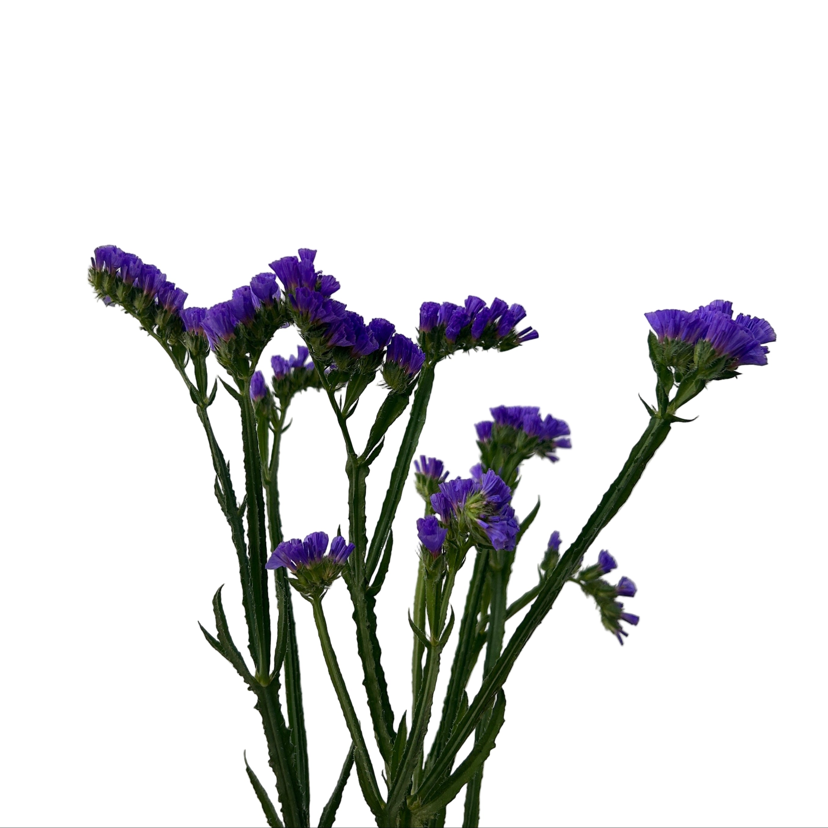 Purple flowers on green stems against a light gray background