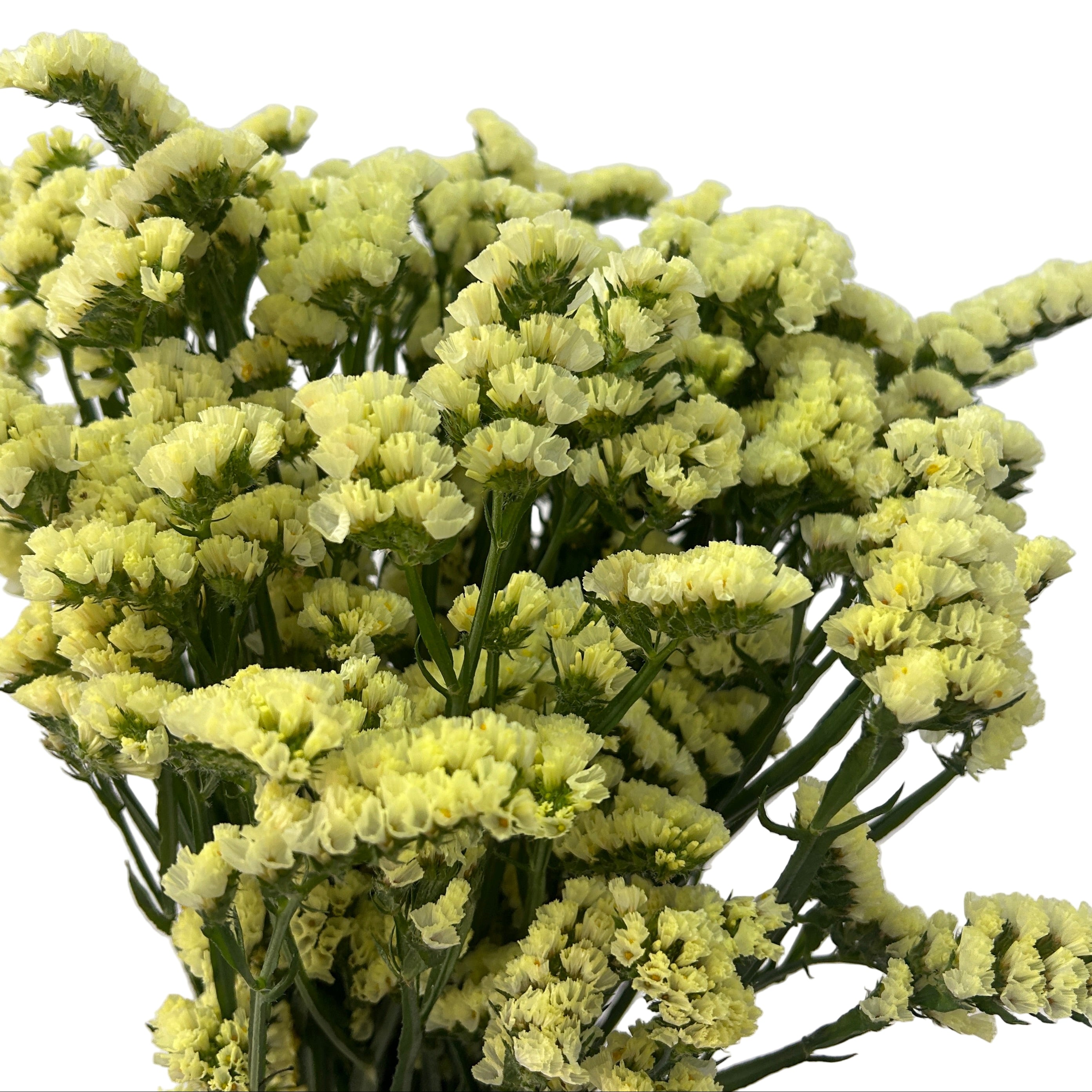 Bouquet of yellow staitce flower on a plain background