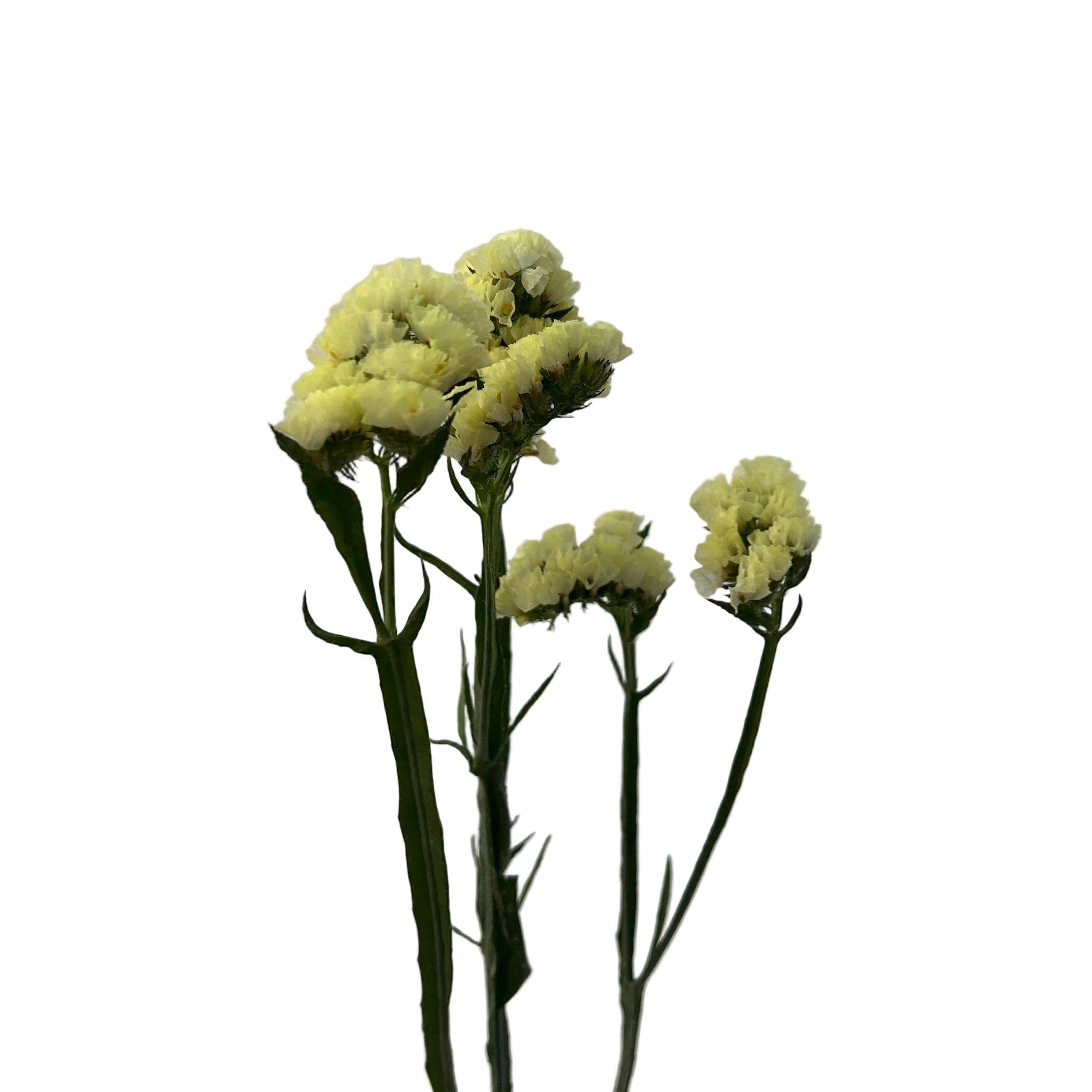 Yellow statice flowers on green stems against a gray background