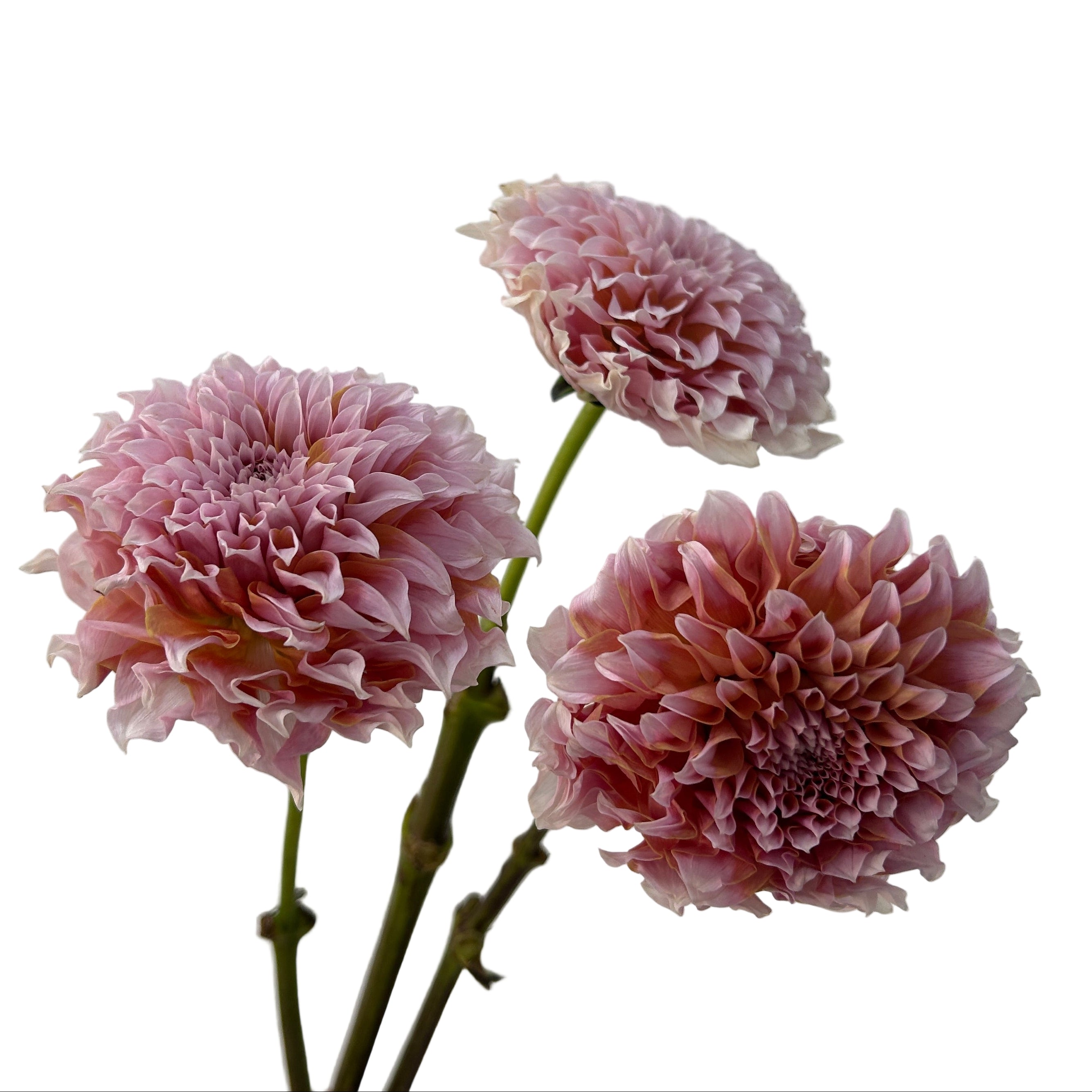 Three dahlia flowers on a light gray background