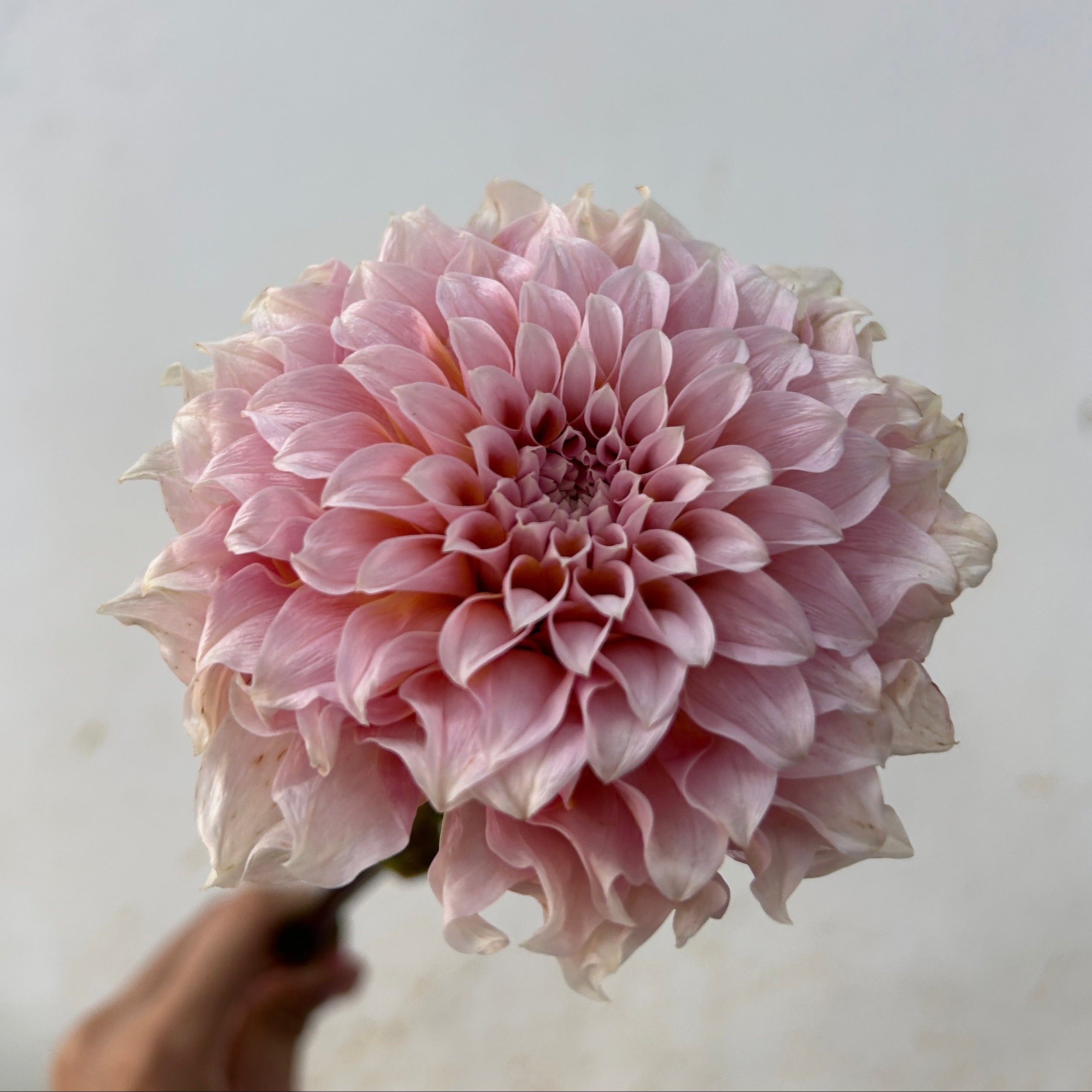 Close-up of a dahlia against a light gray background
