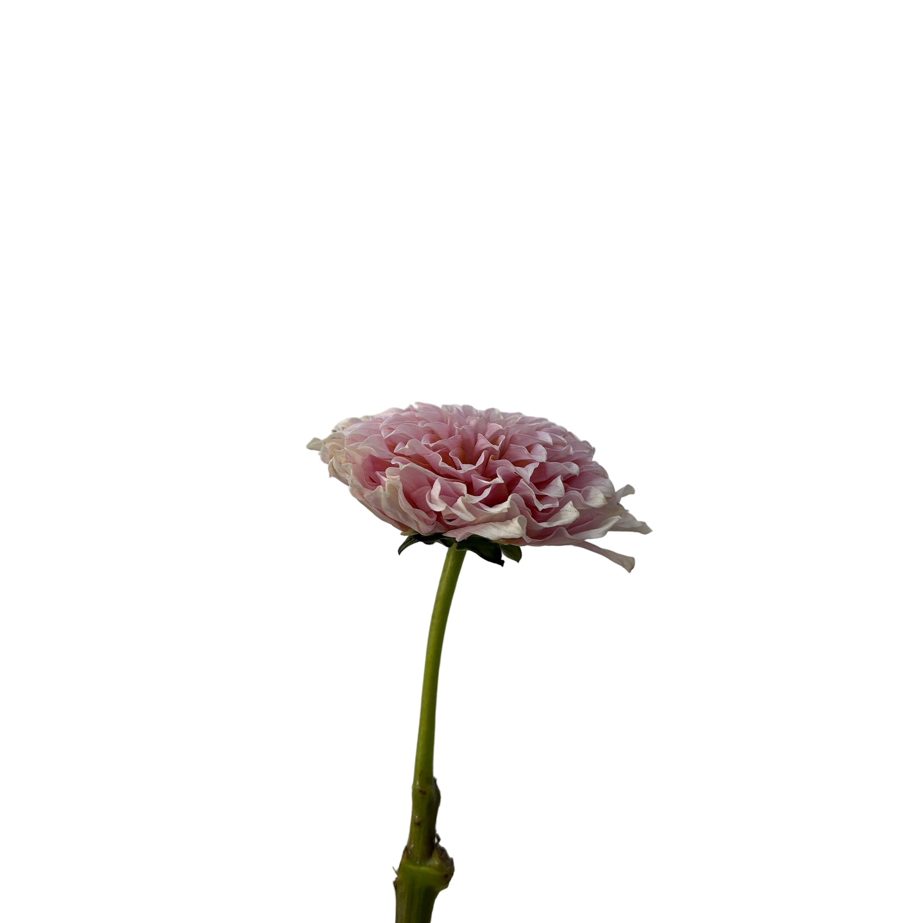 Single dahlia flower on a gray background