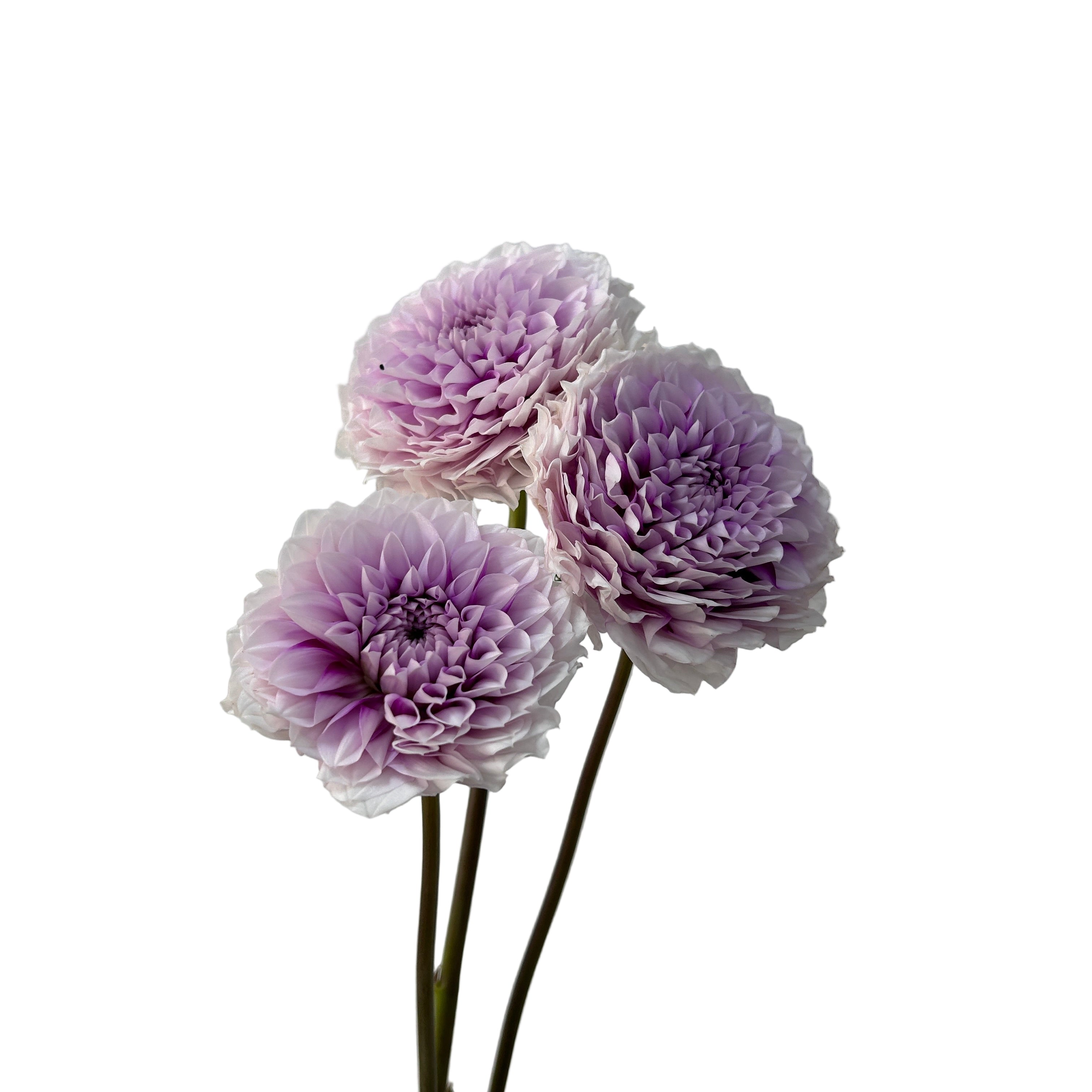 Three purple dahlia flowers on a light gray background