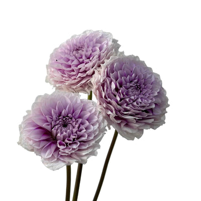 Dahlia Hybrida Dream 梦幻