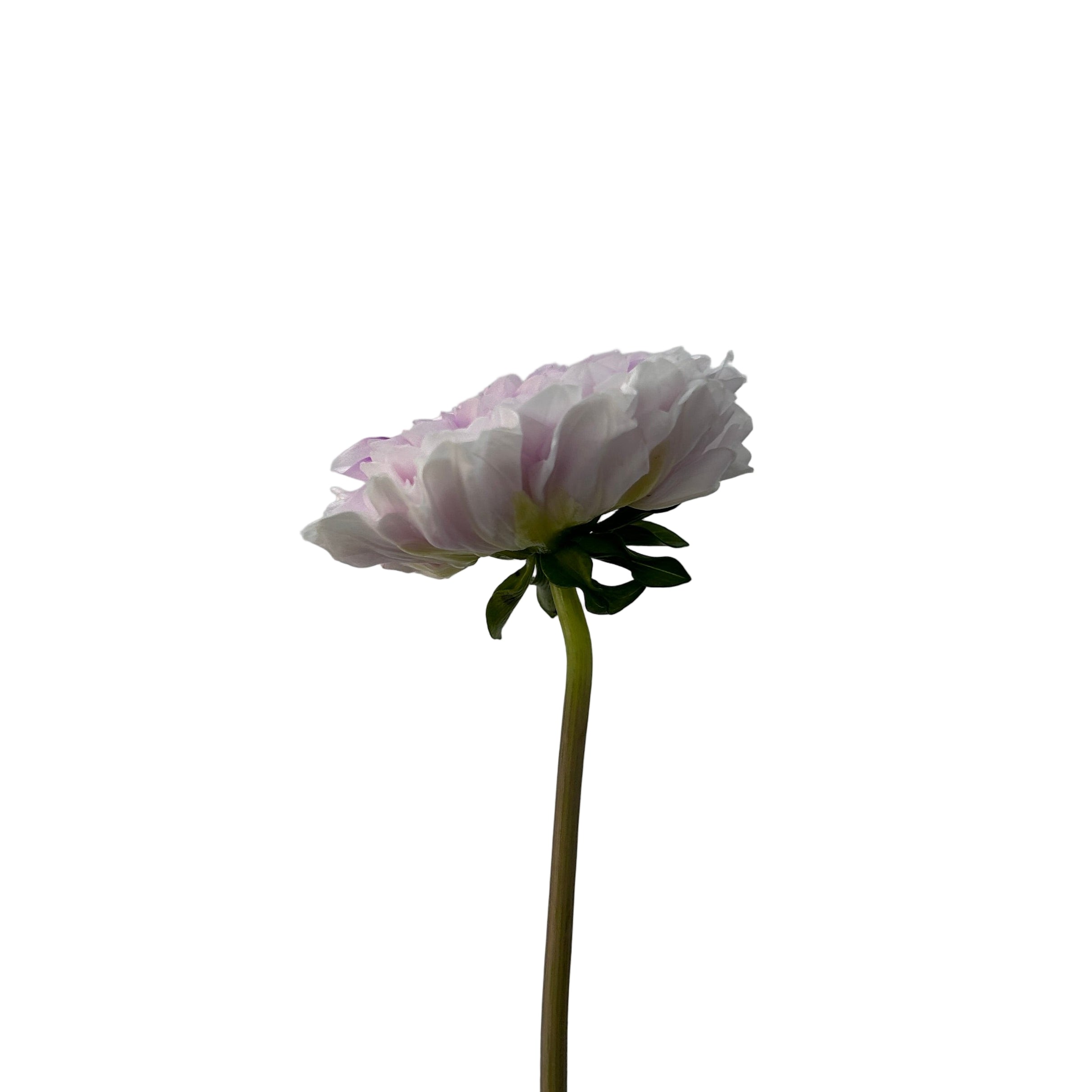 Single dahlia flower with a white center on a light gray background