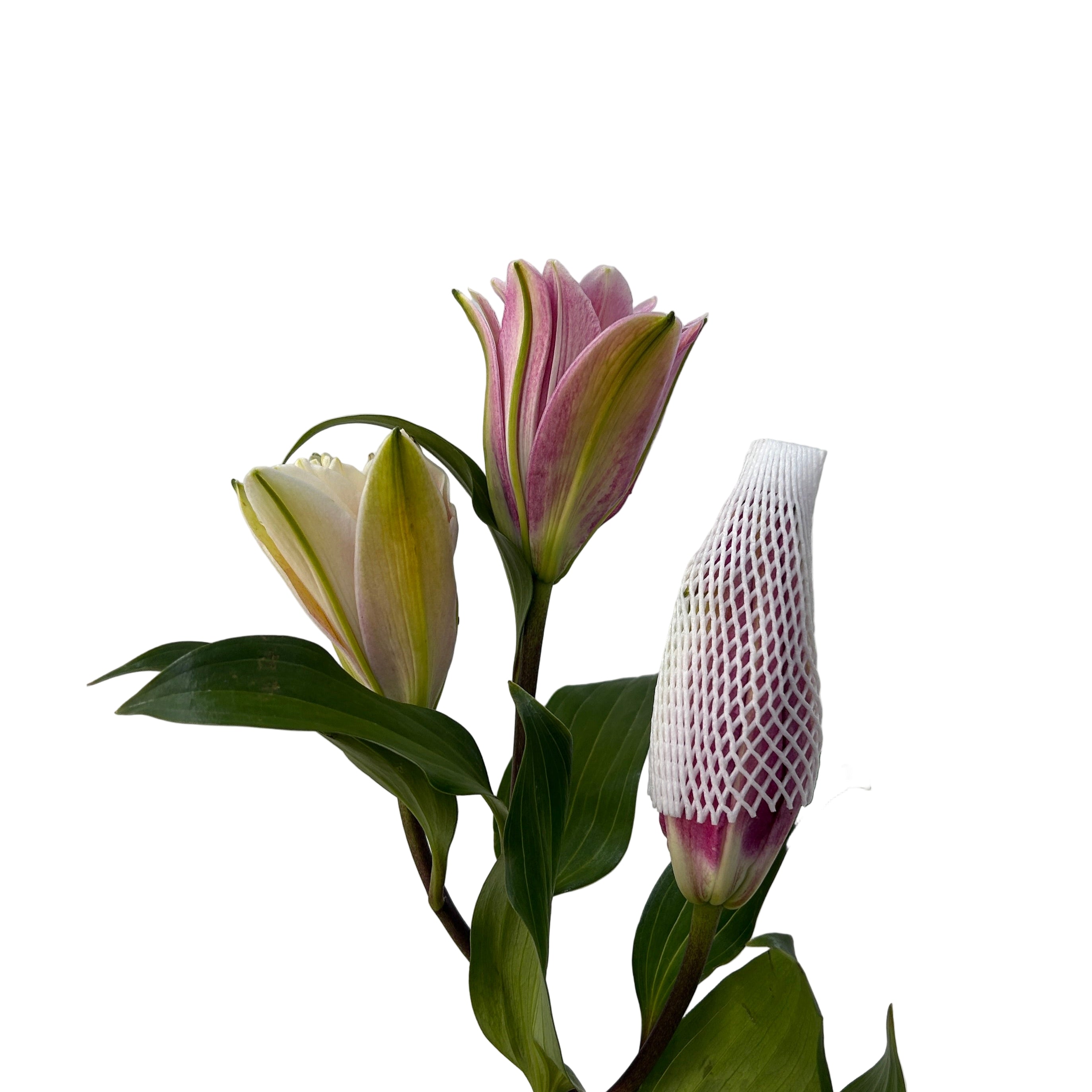 rose lily with a textured white vase against a light gray background