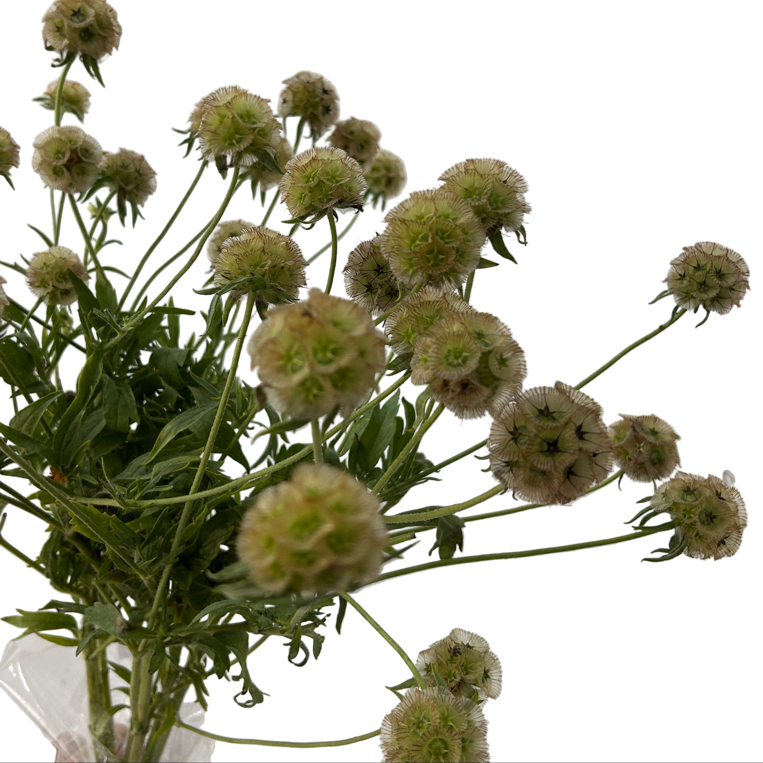 Scabiosa Pod