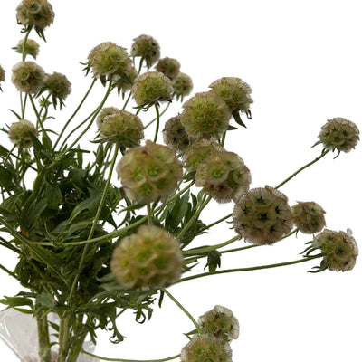 Scabiosa Pod