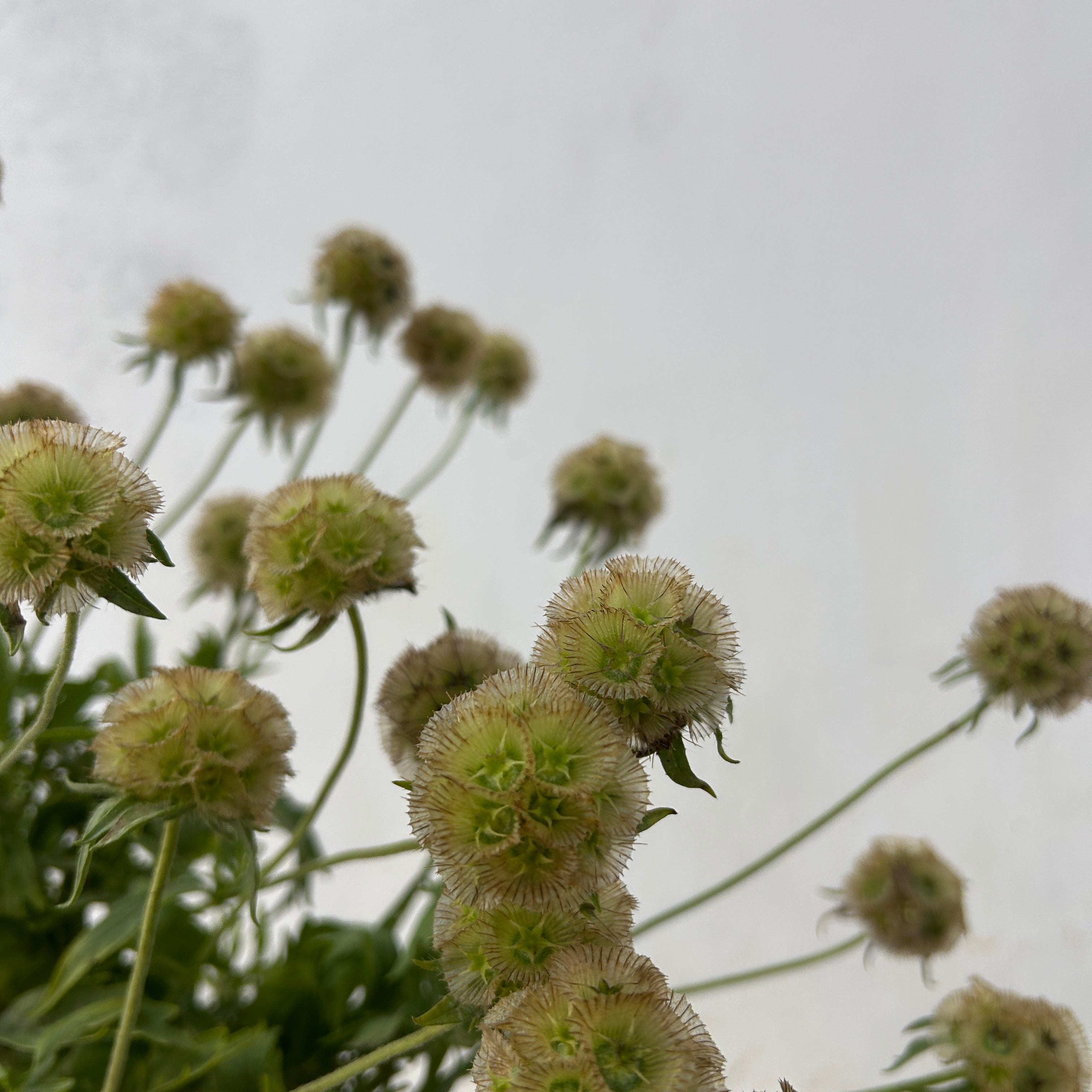 Close-up of green flowers with a blurred background