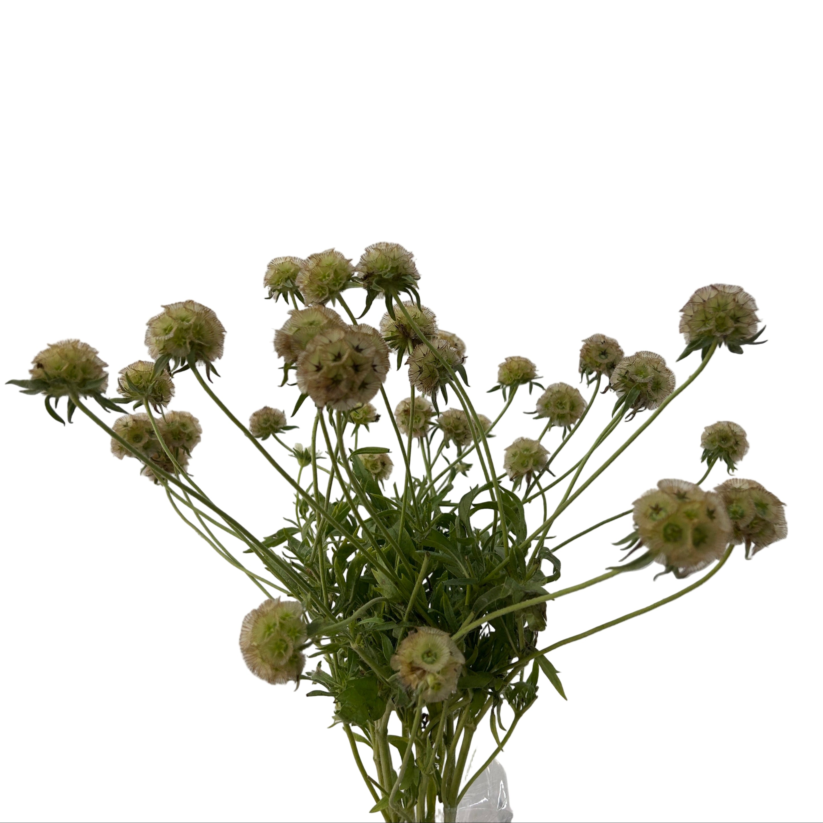 Scabiosa Pod