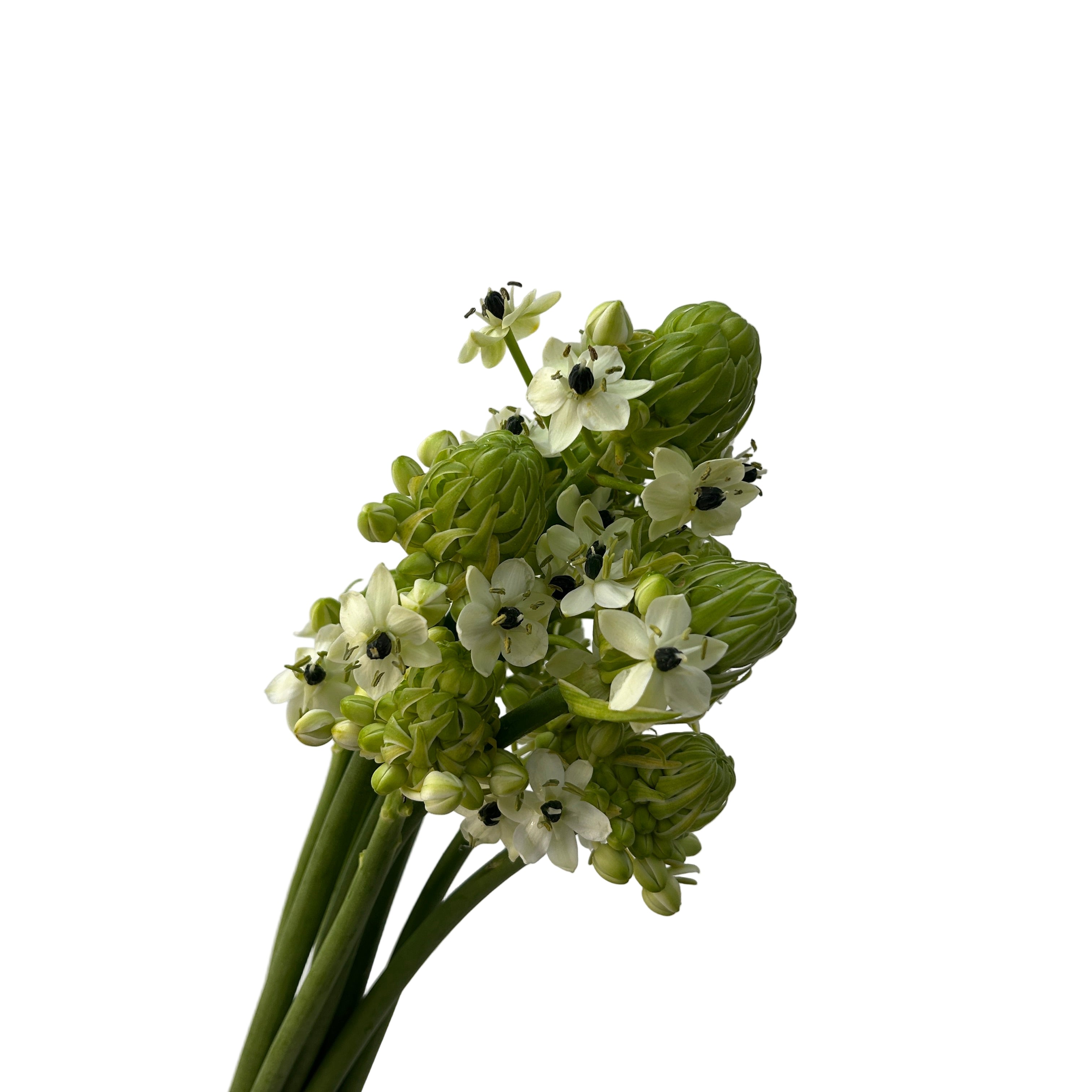 ornithogalum arabicum white flowers on a light gray background