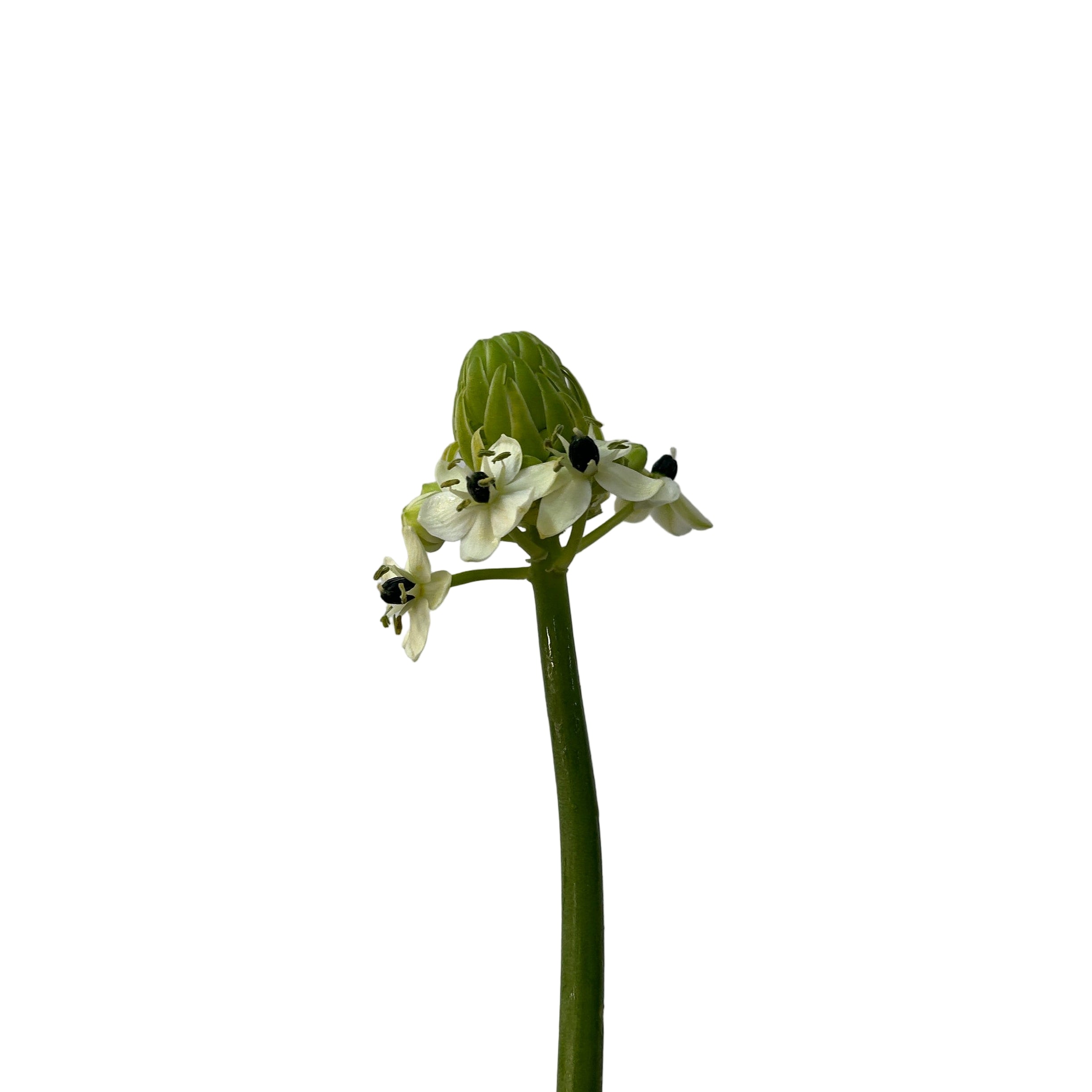 ornithogalum arabicum with white flowers on a light gray background