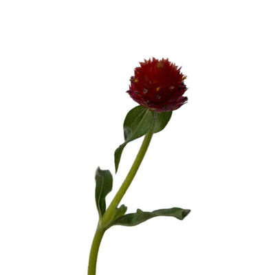 Red globe amaranth flower with green leaves on white background