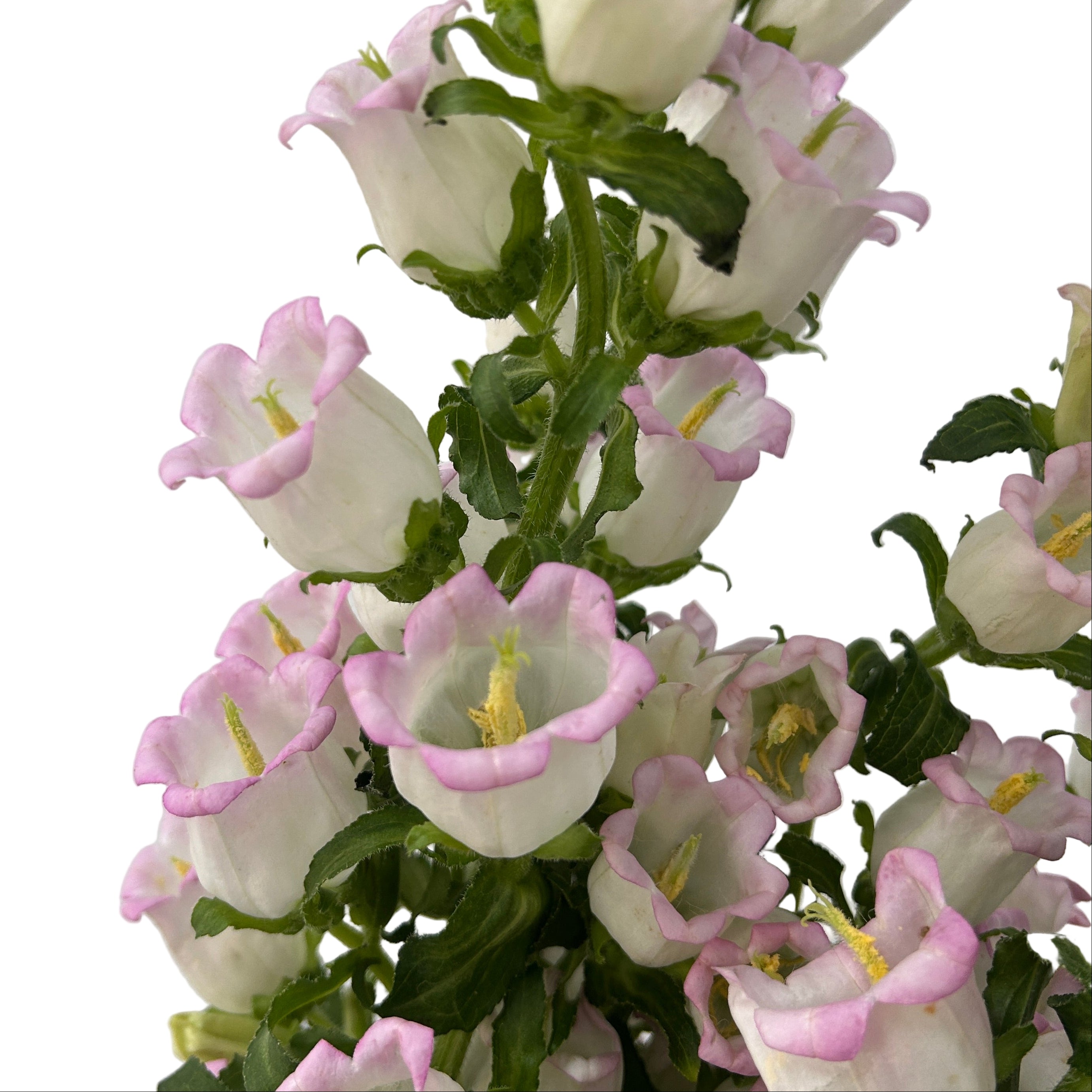 Close-up of white and pink bell-shaped flowers with green leaves on a light gray background