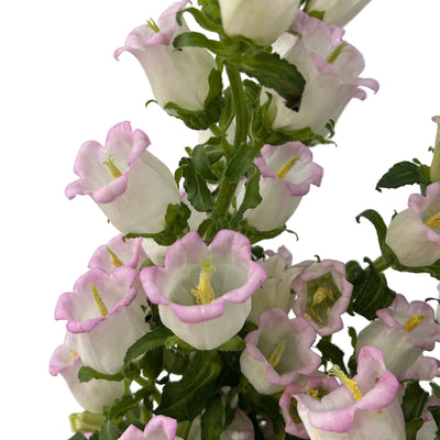 Campanula Pink