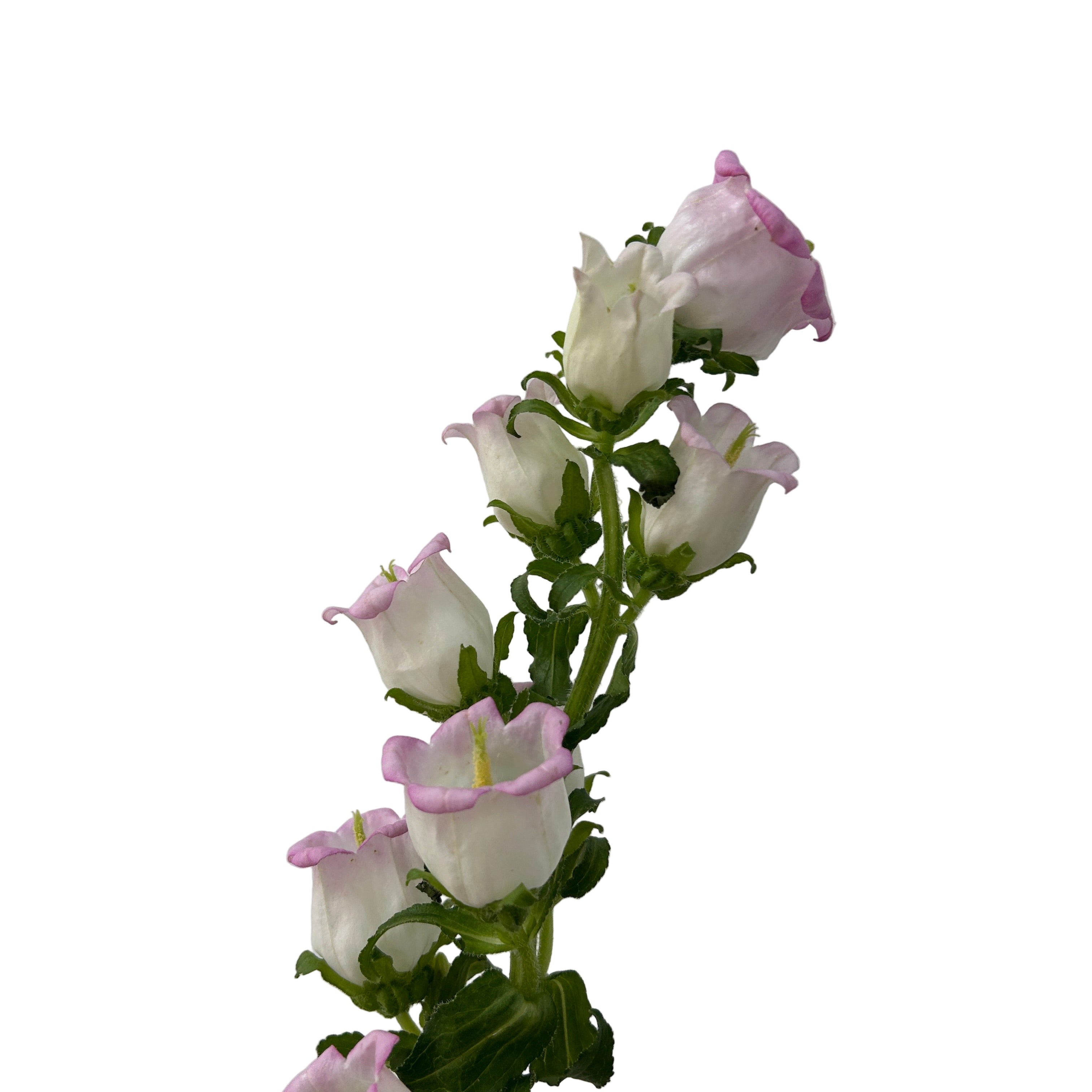 pink flowers on a plain background