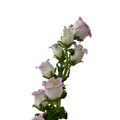 Campanula Pink