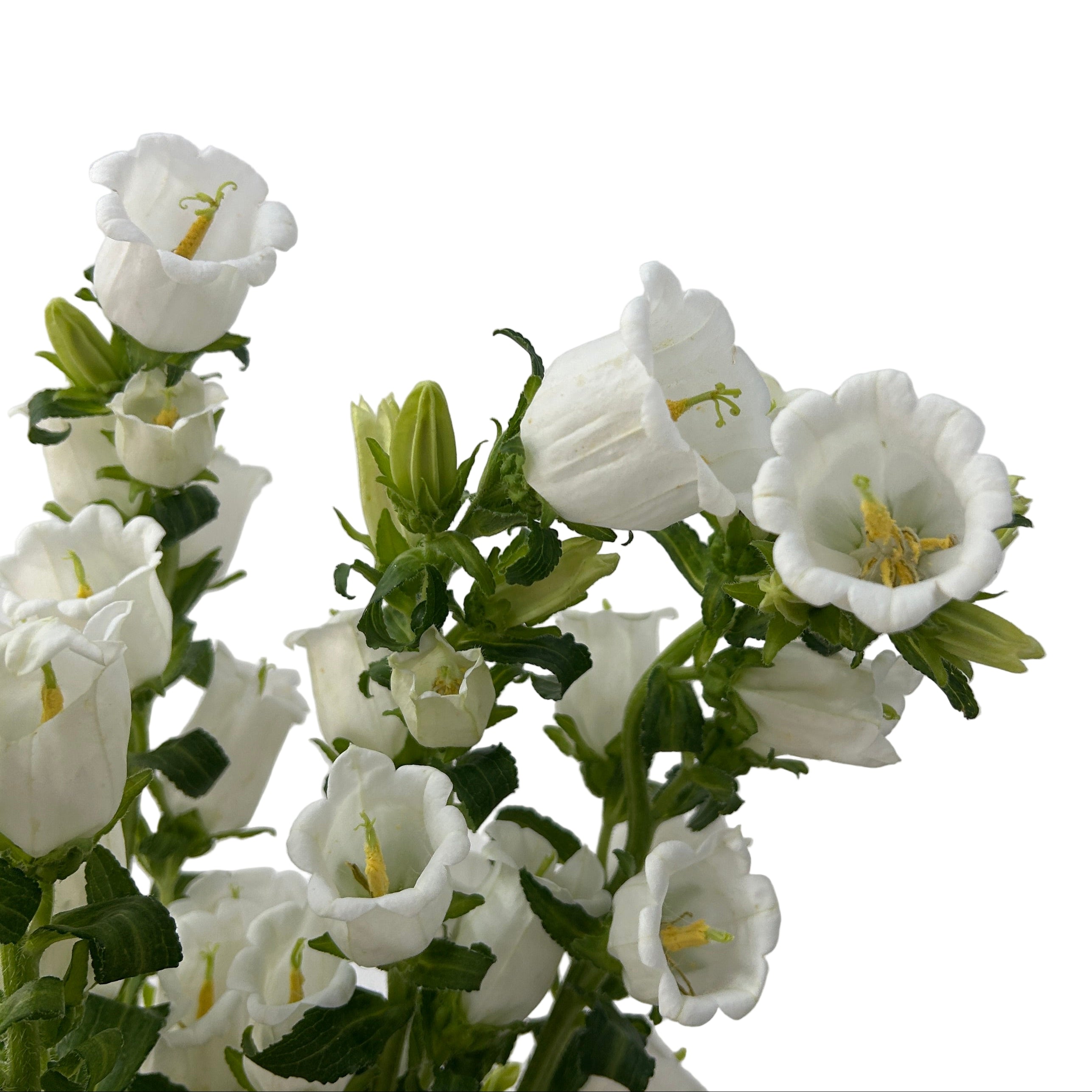 White flowers with green stems against a light gray background