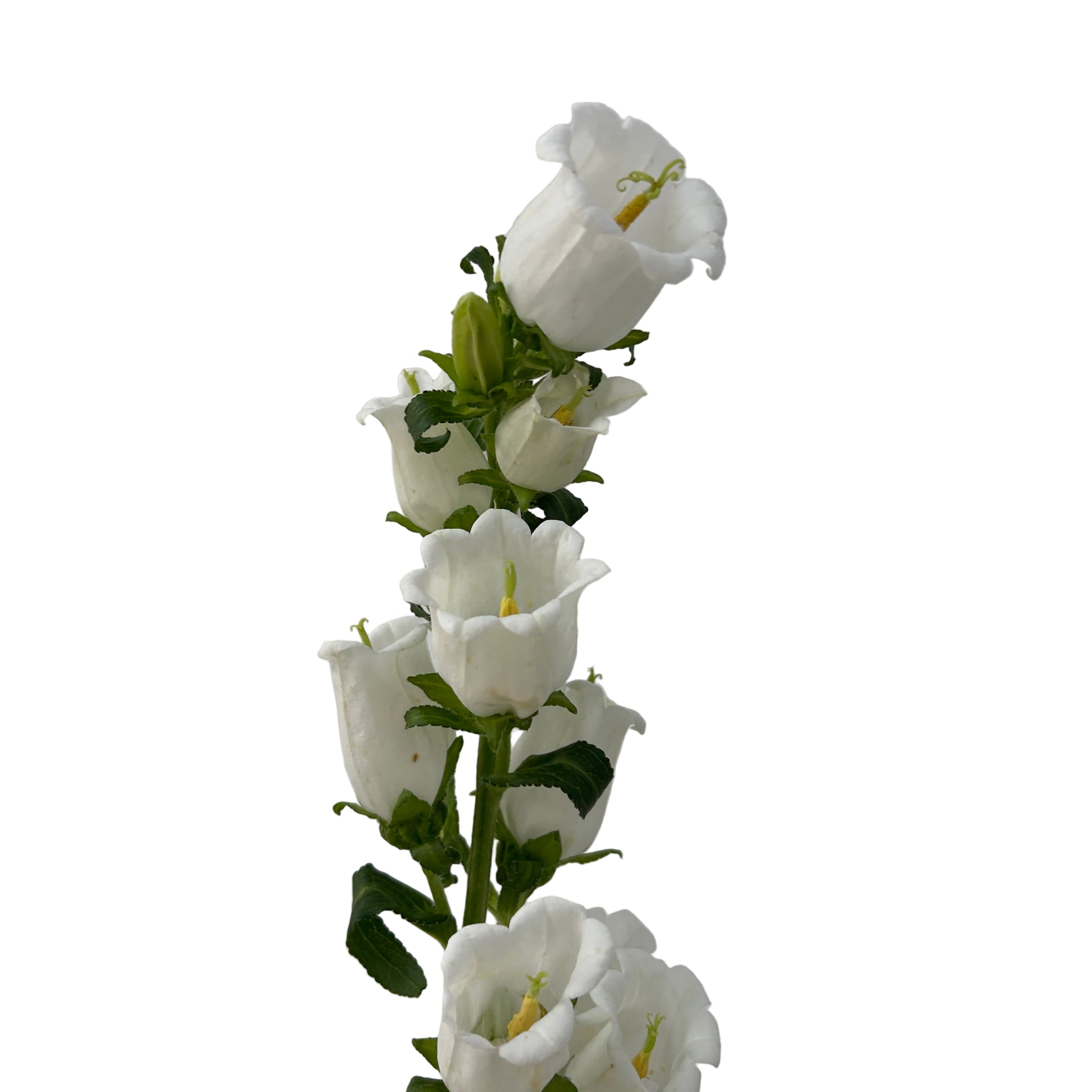 white flower arrangement on a plain background