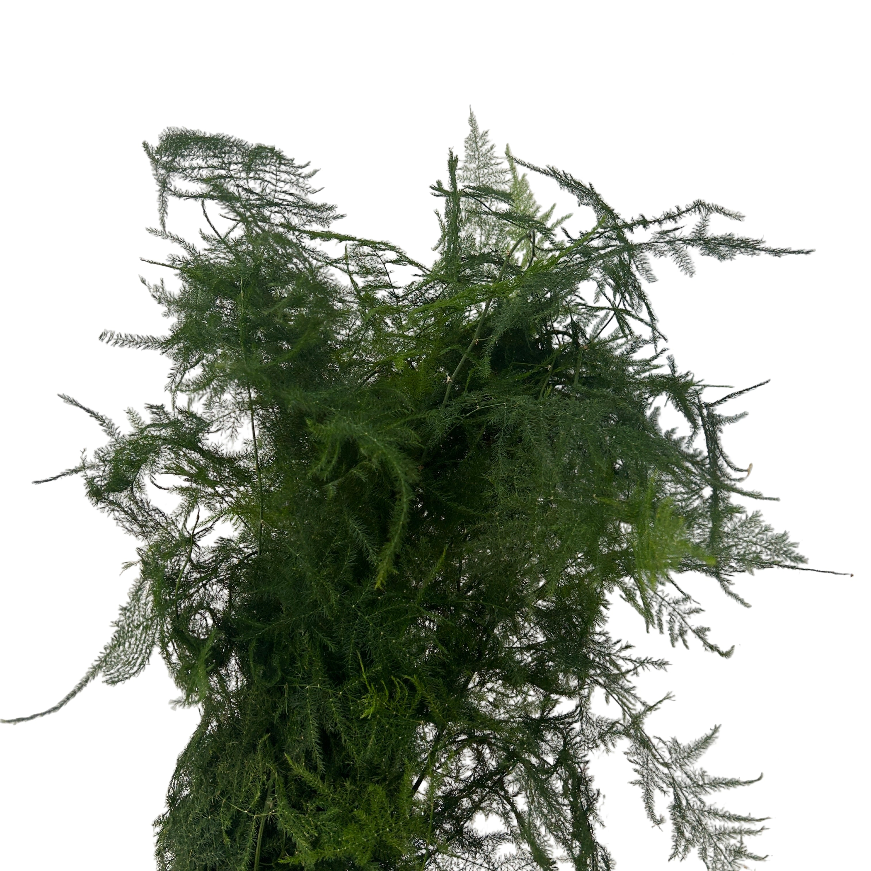 Green fern-like plant on a light gray background