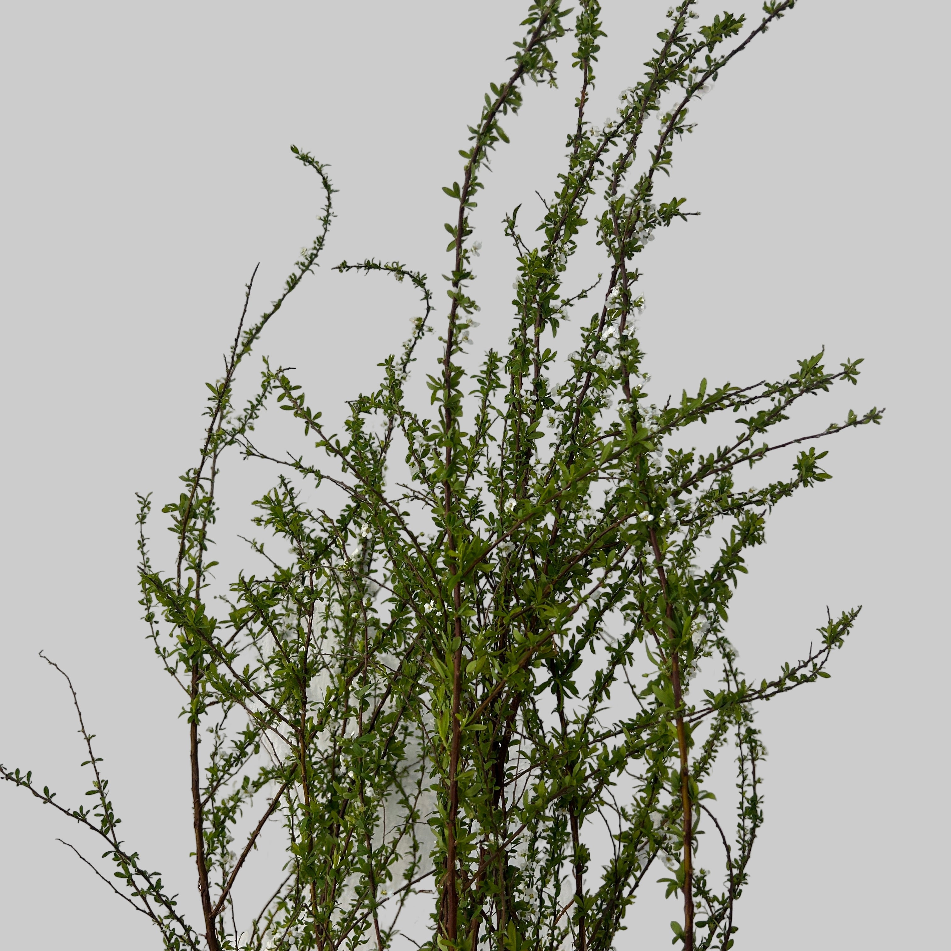 Green shrub against a light gray background