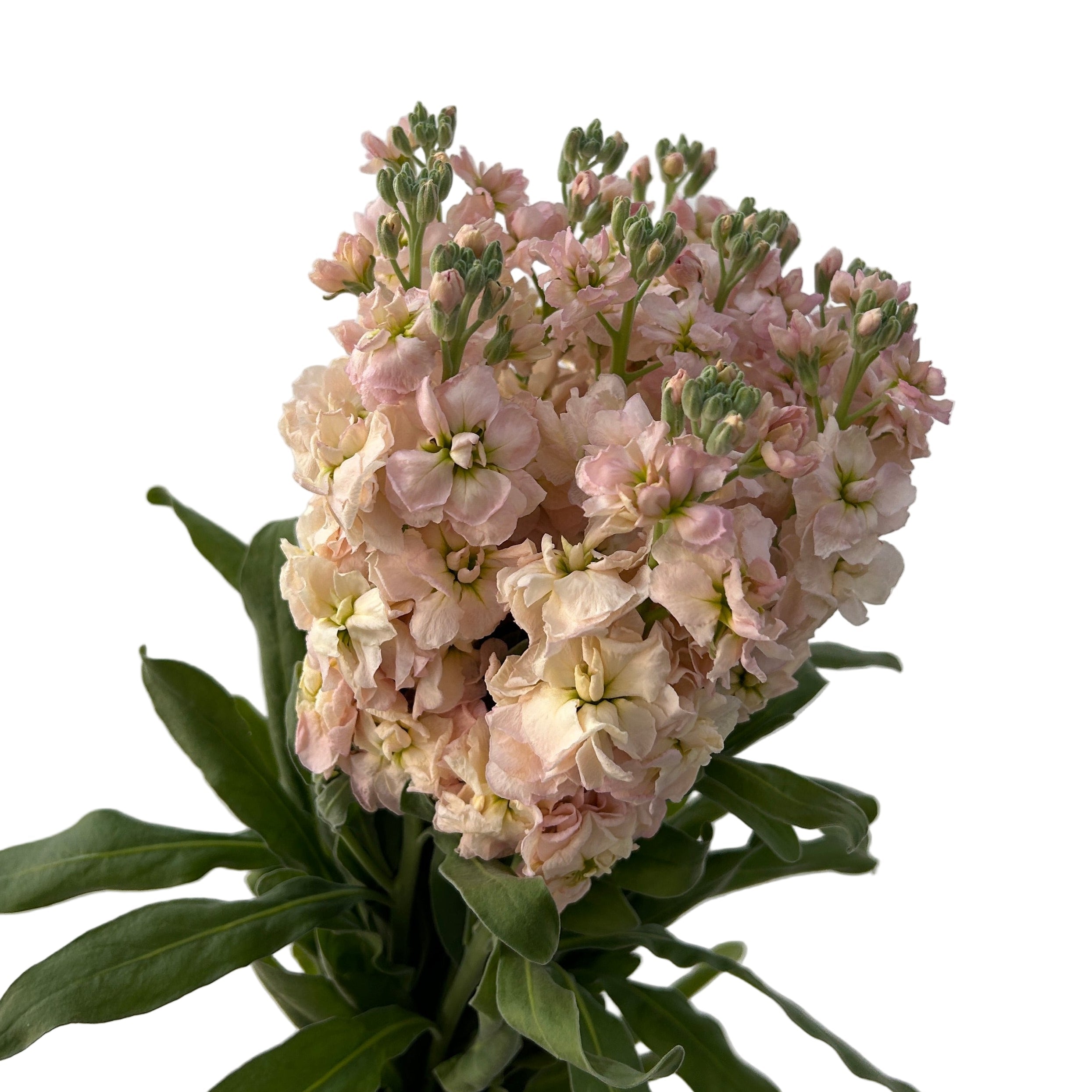 Bouquet of peach matthiola with green leaves on a light gray background