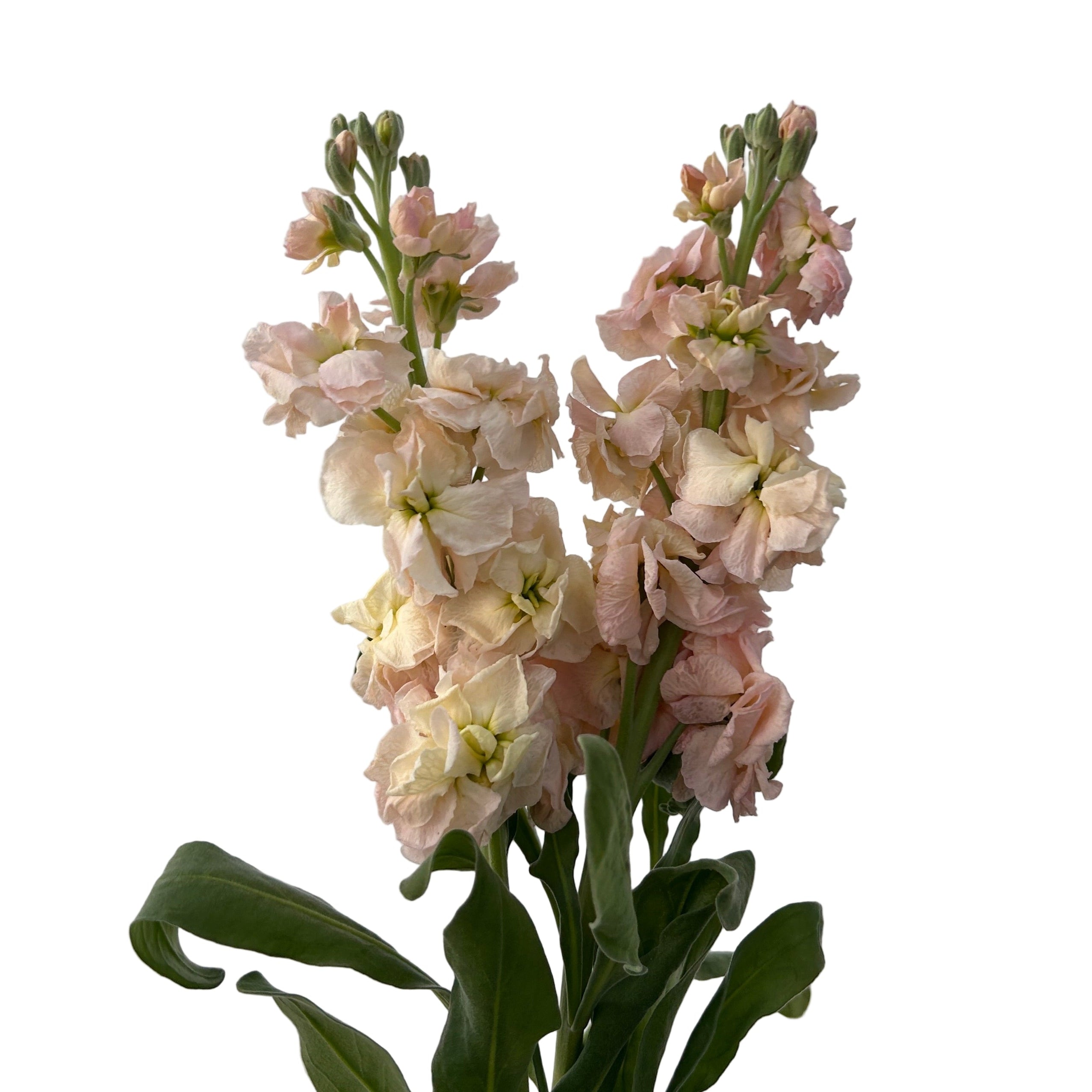 peach matthiola flower