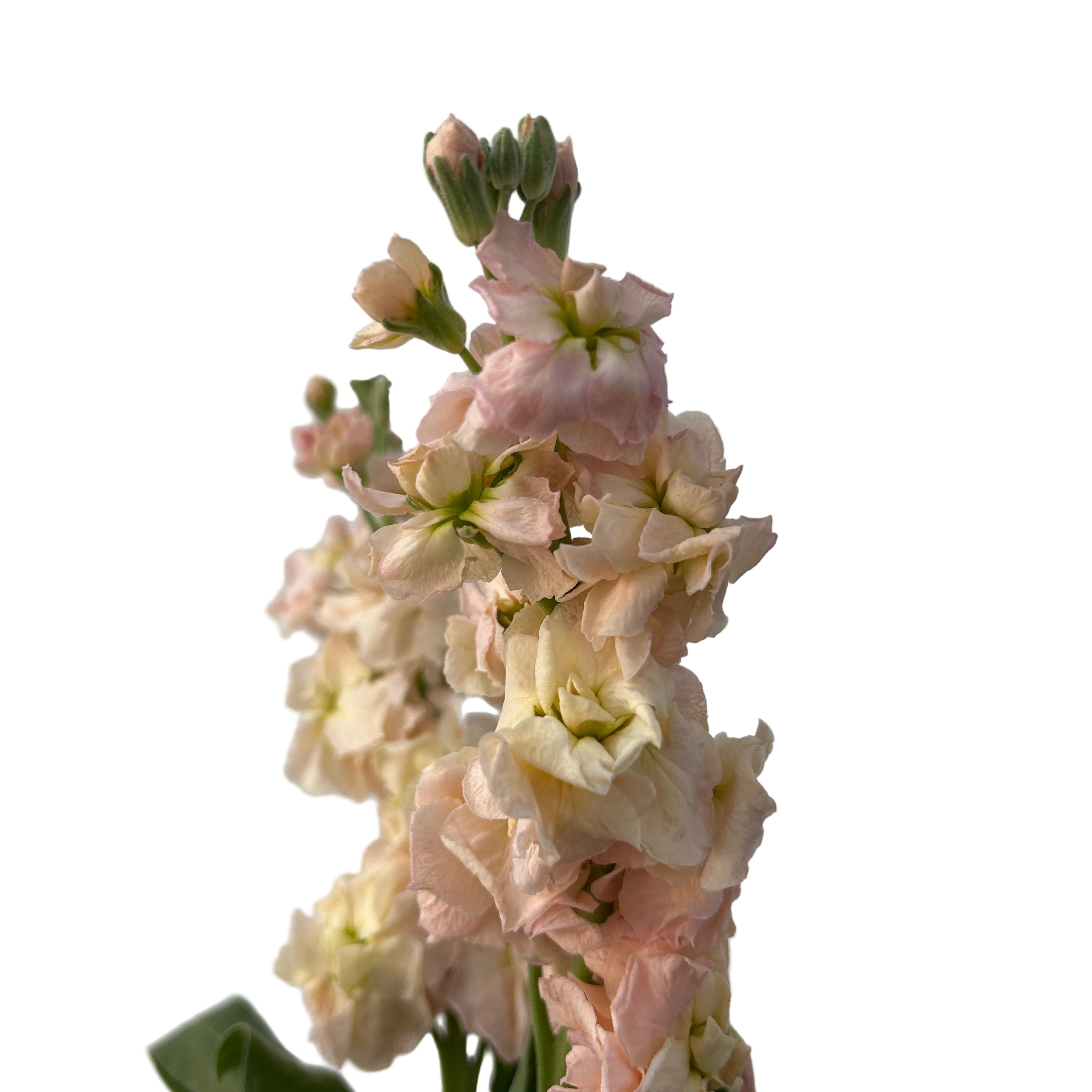 Close-up of a cluster of matthiola flowers against a plain background