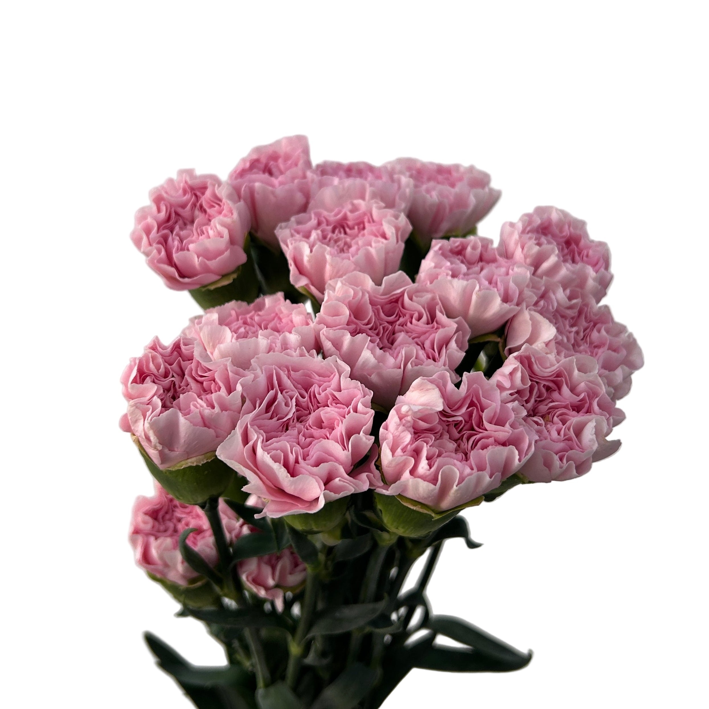 Bouquet of pink carnations on a light gray background