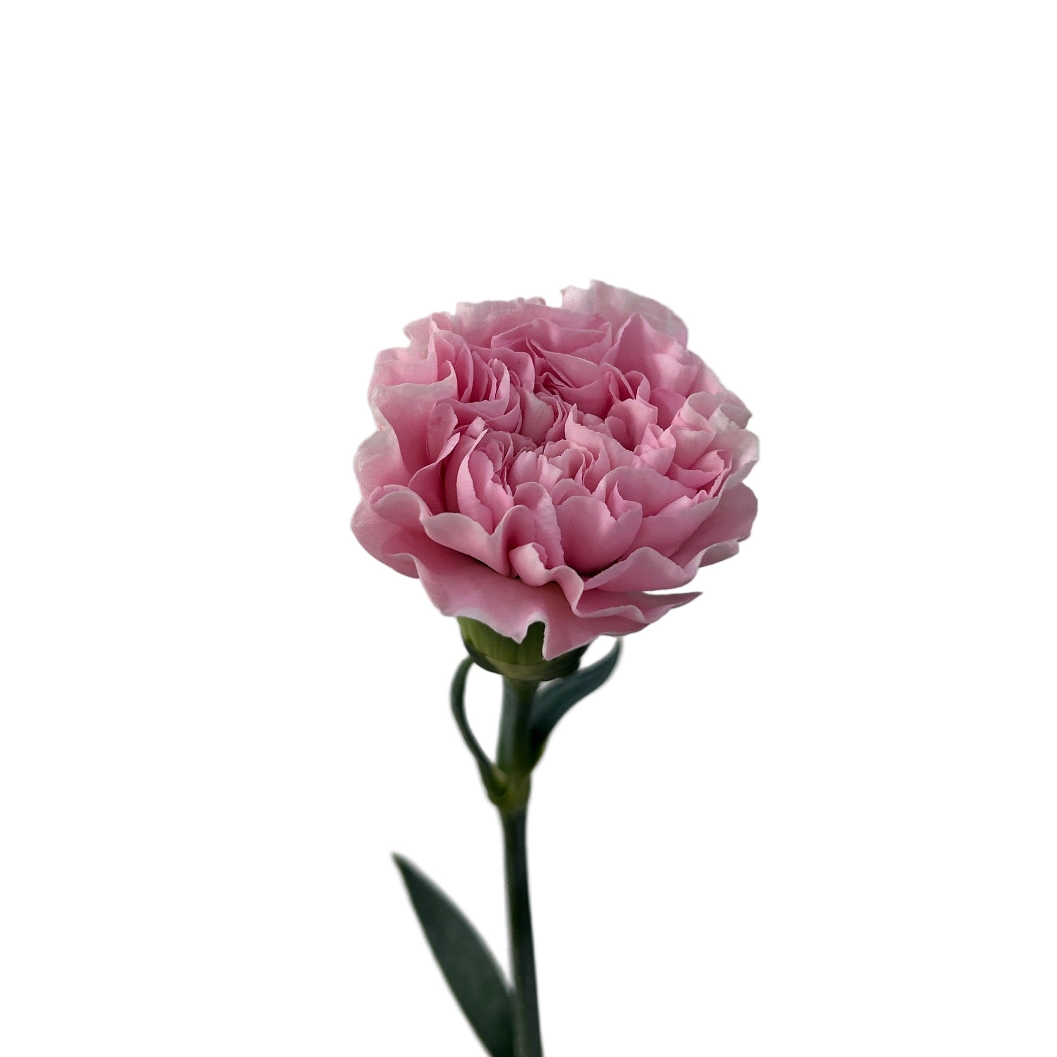 Single pink carnation flower against a plain background