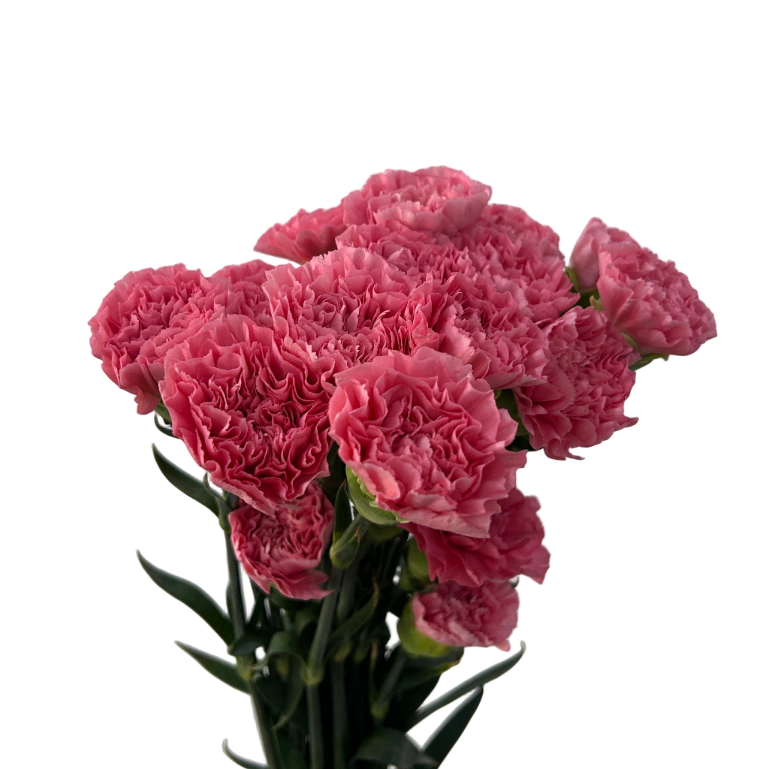 Bouquet of pink carnations on a light gray background