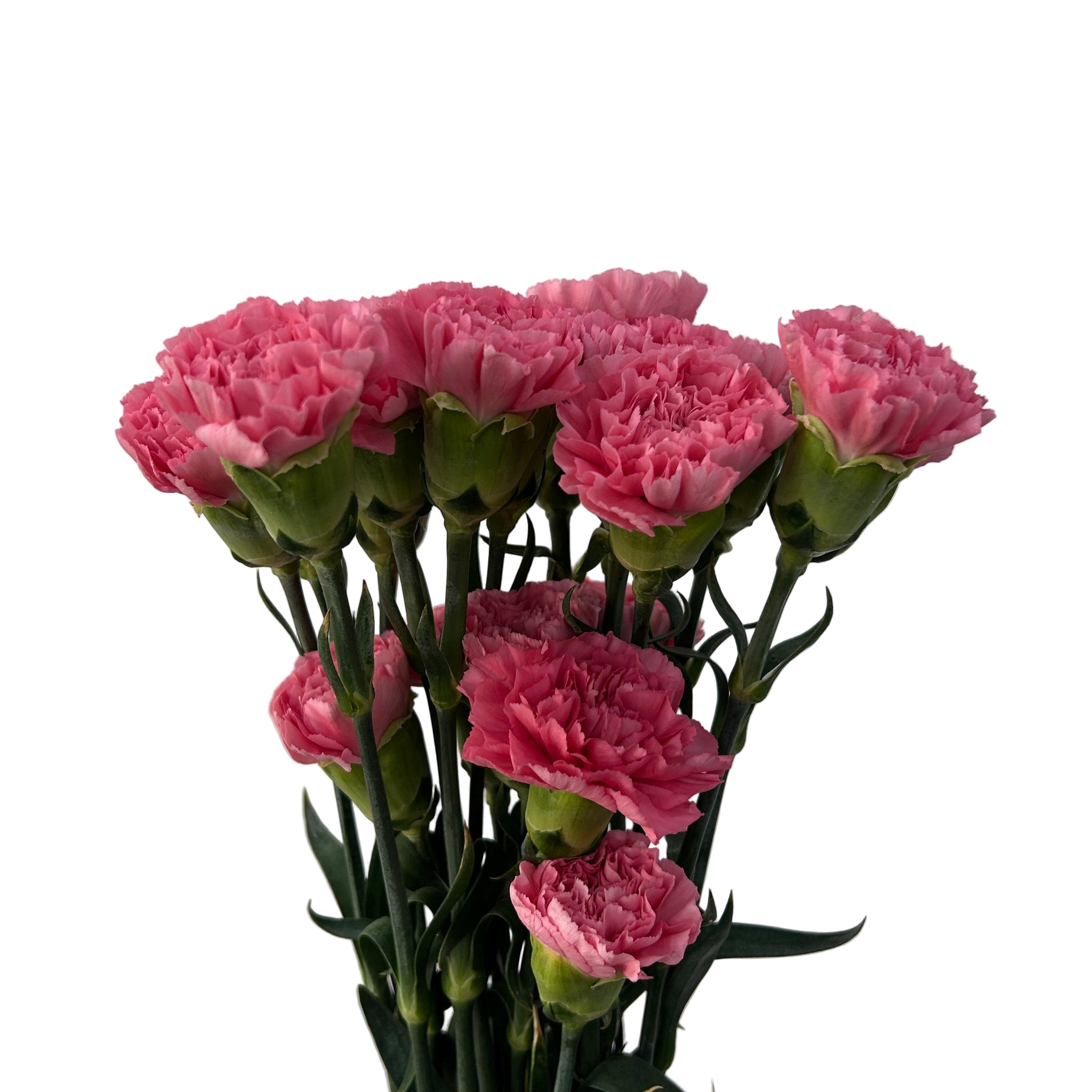 Bouquet of pink carnations against a white background