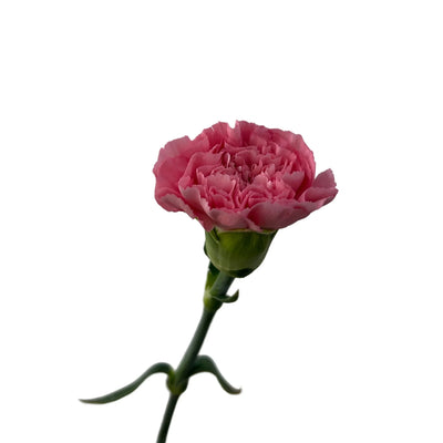 Single pink carnation flower on green stem isolated on white background