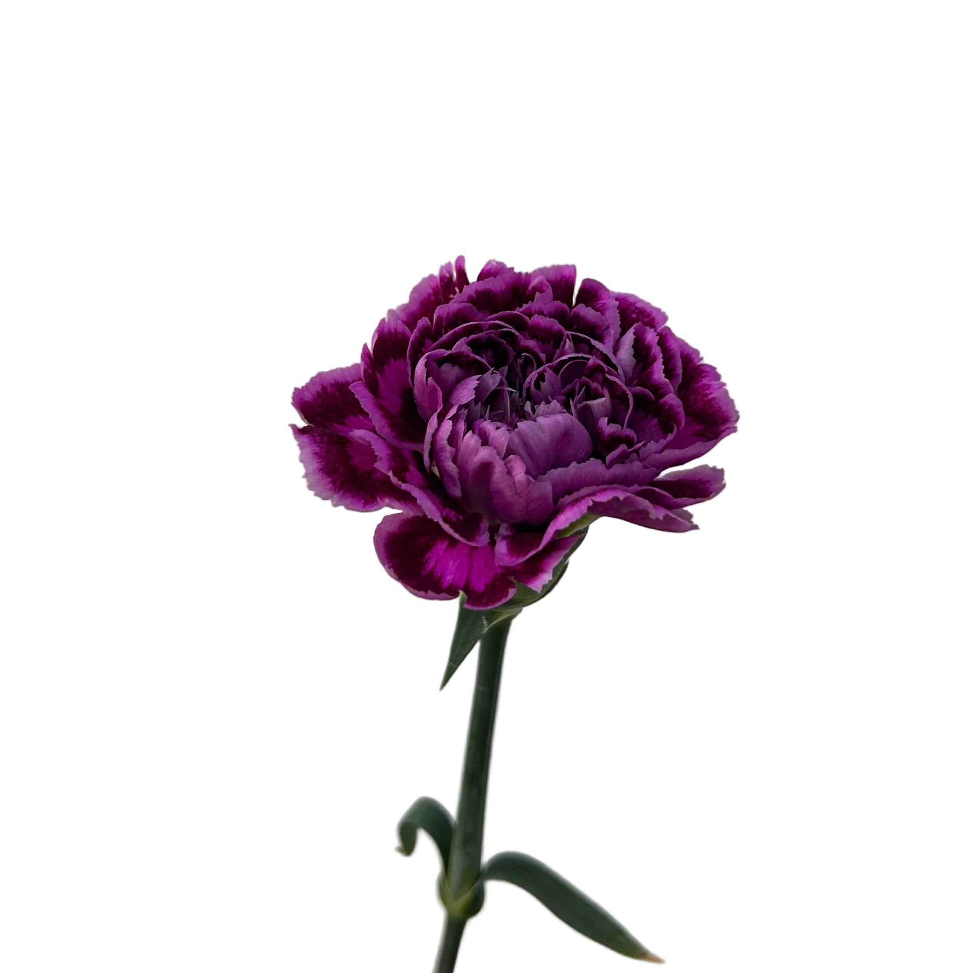 Purple carnation on a plain background