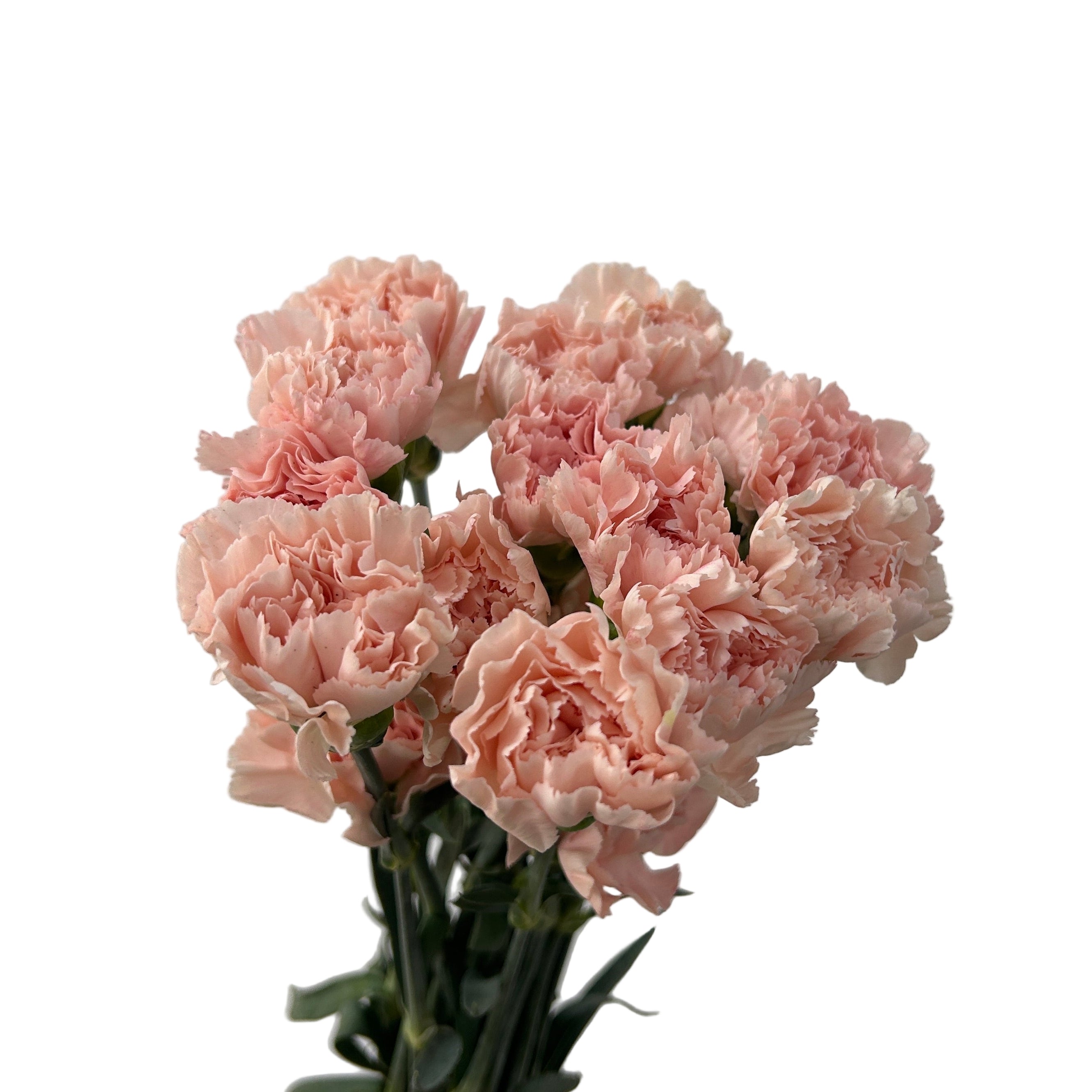 Bouquet of peach carnations on a light gray background